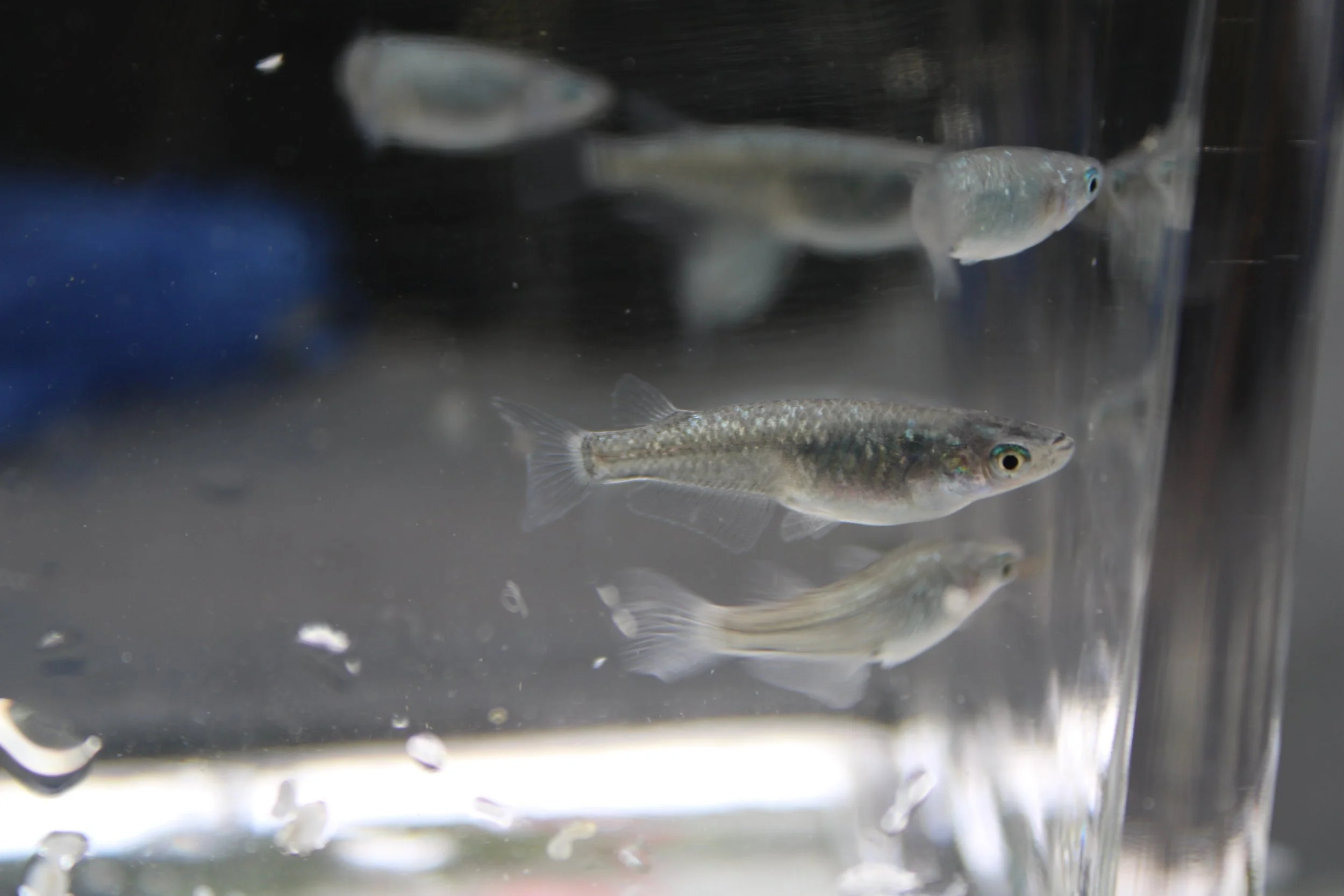 Black Lame Ricefish 2