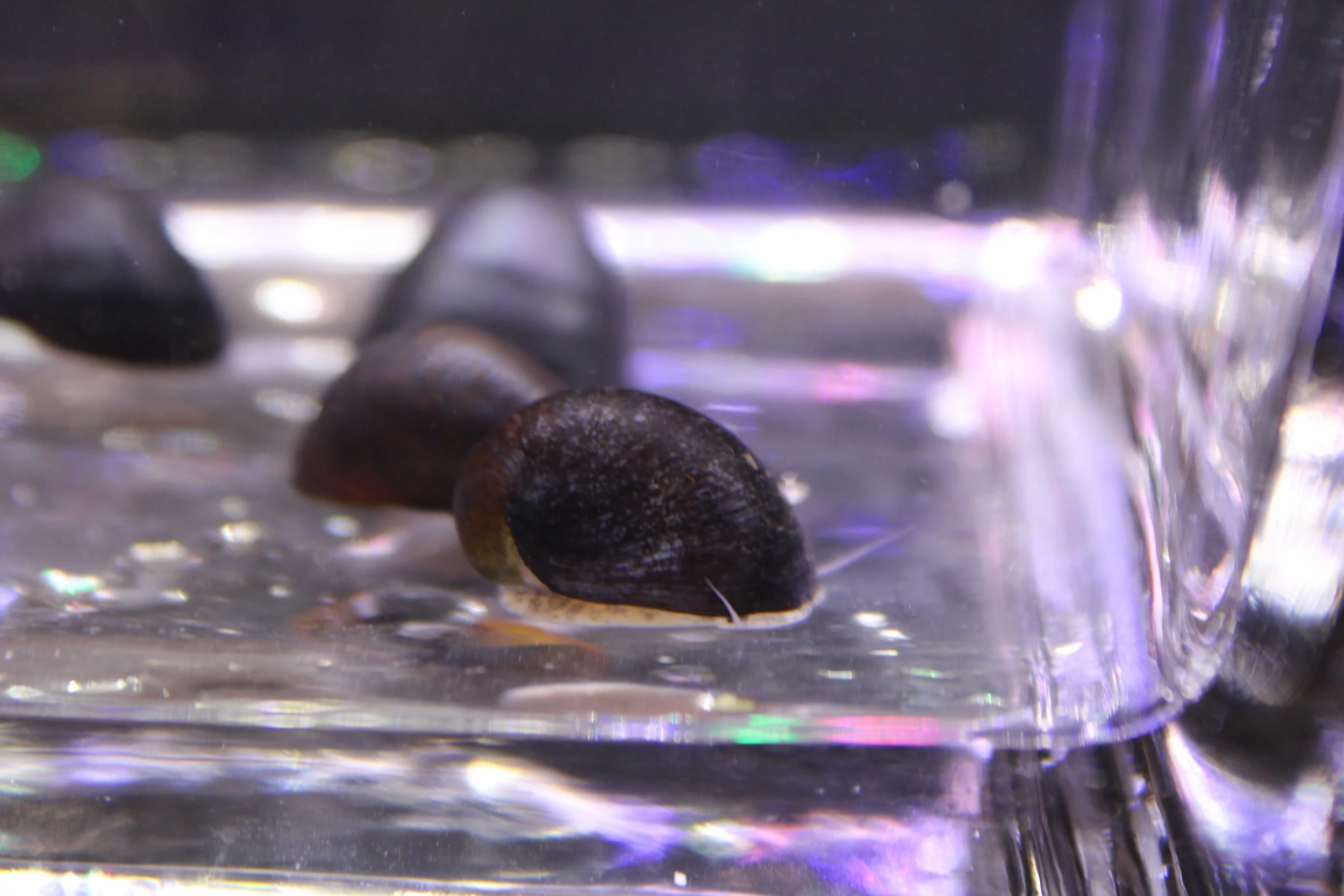 Black Millitary Helmet Nerite Snail