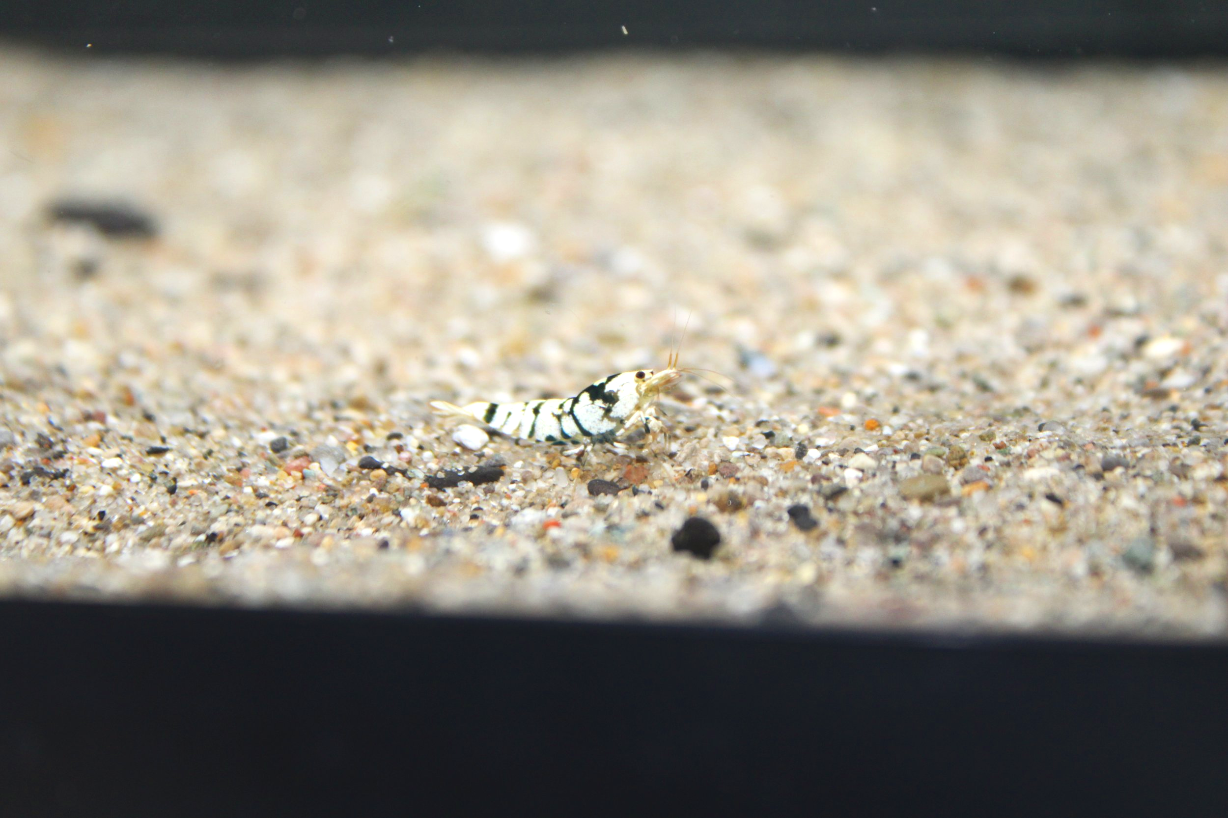 1 black fancy tiger caridina shrimp on sand
