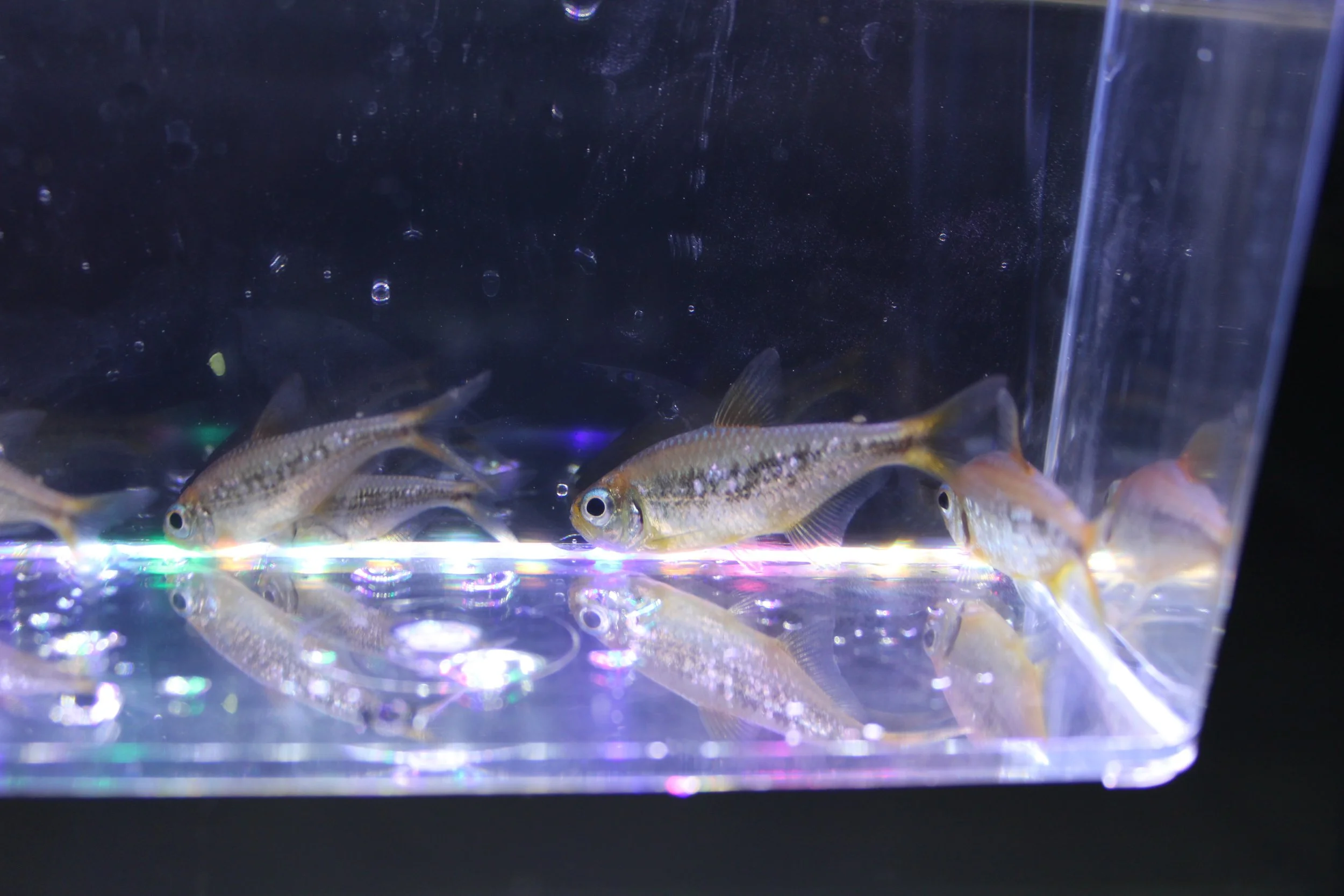 Yellow Kogal Tetra 4