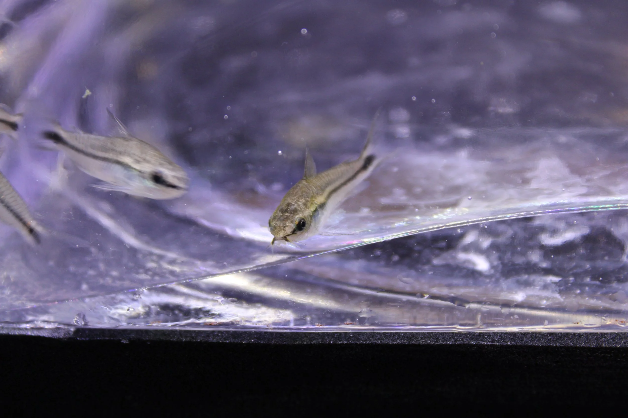 Pygmy Corydoras (Corydoras pygmaeus)