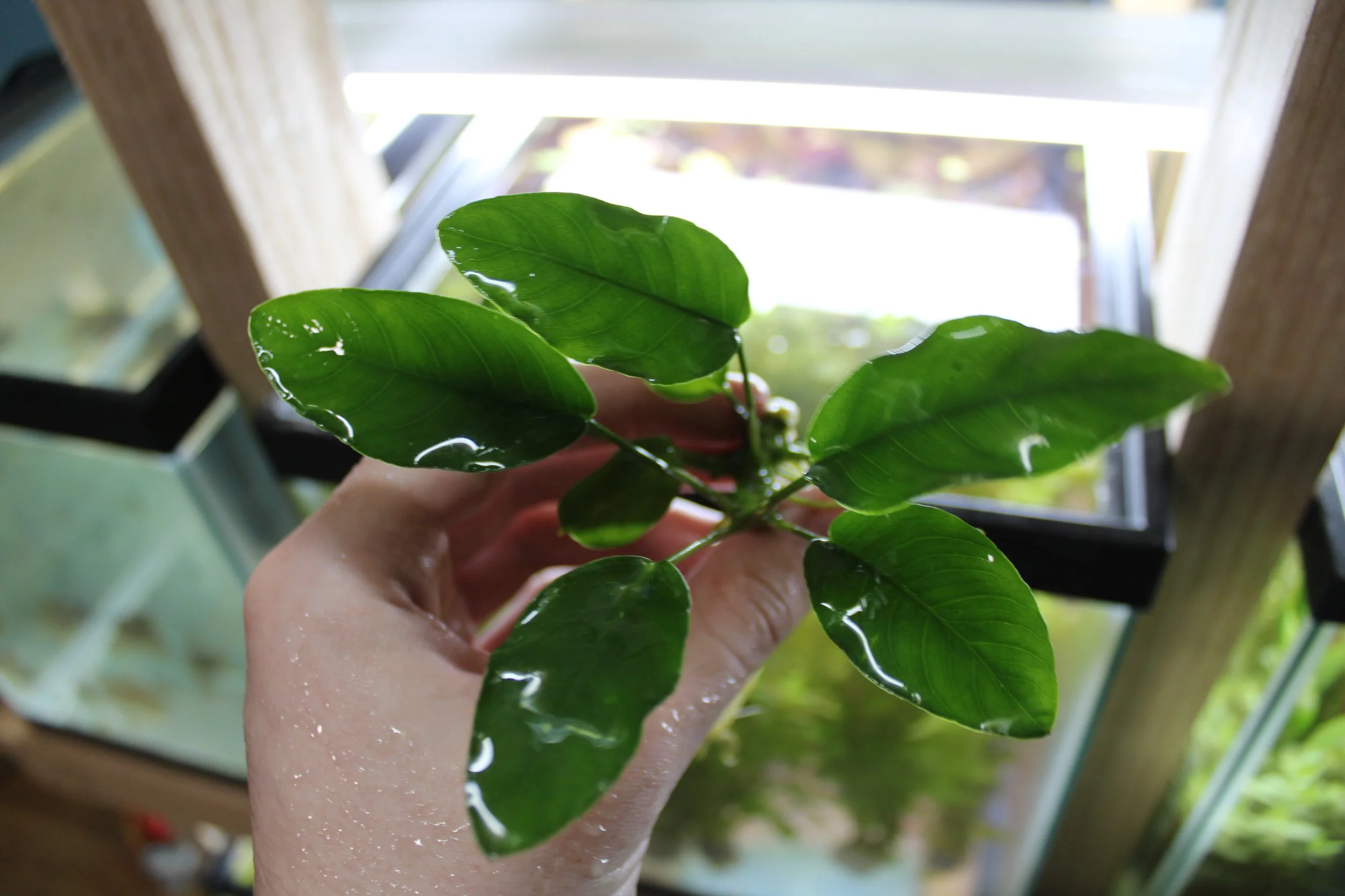 Anubias Barteri
