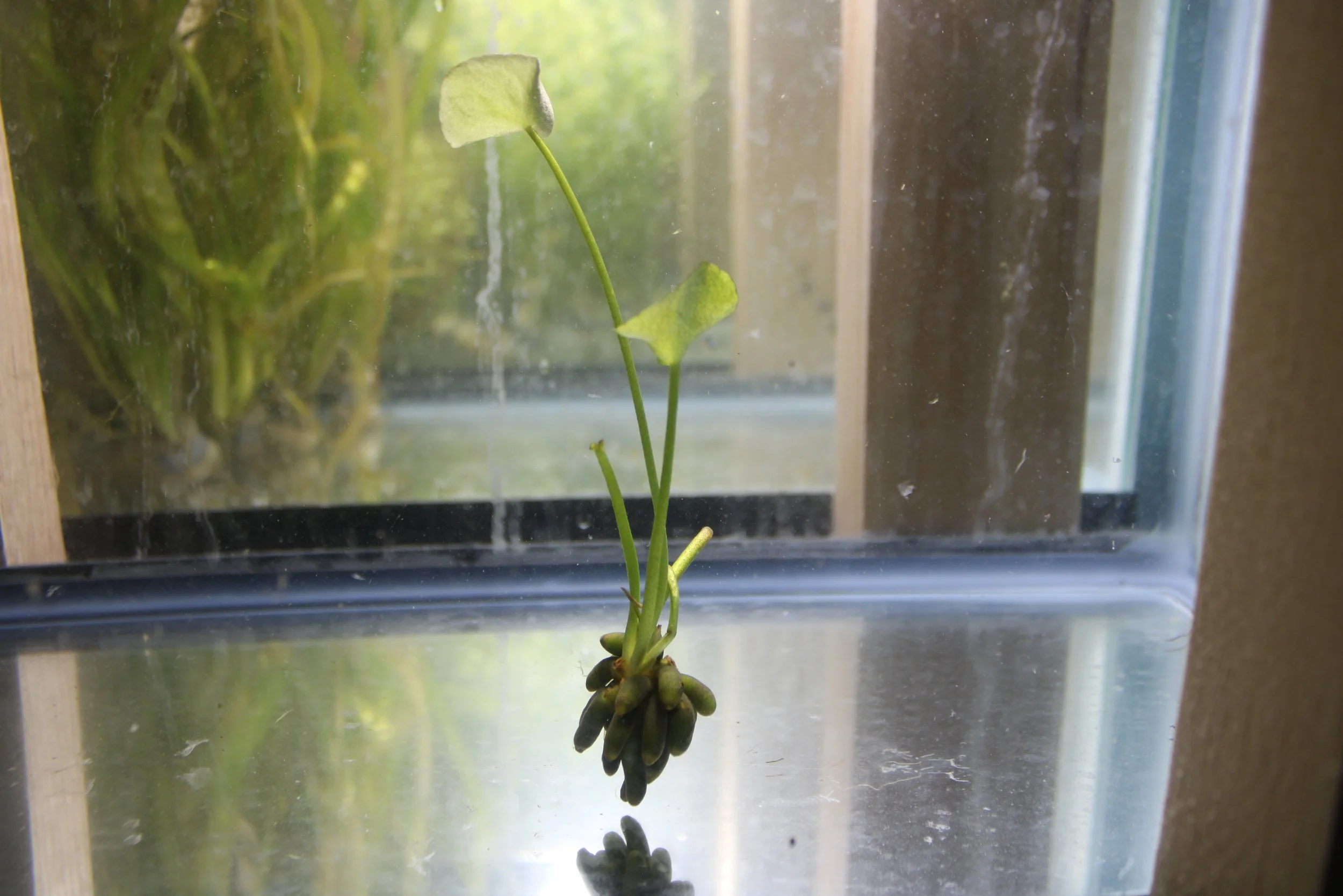 Banana Plant Lily (Nymphoides aquatica)