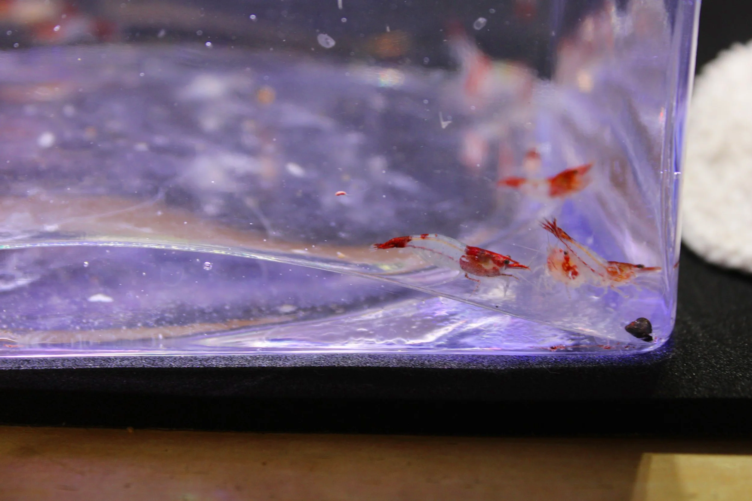 Red Rili Shrimp (Neocaridina davidi) 3
