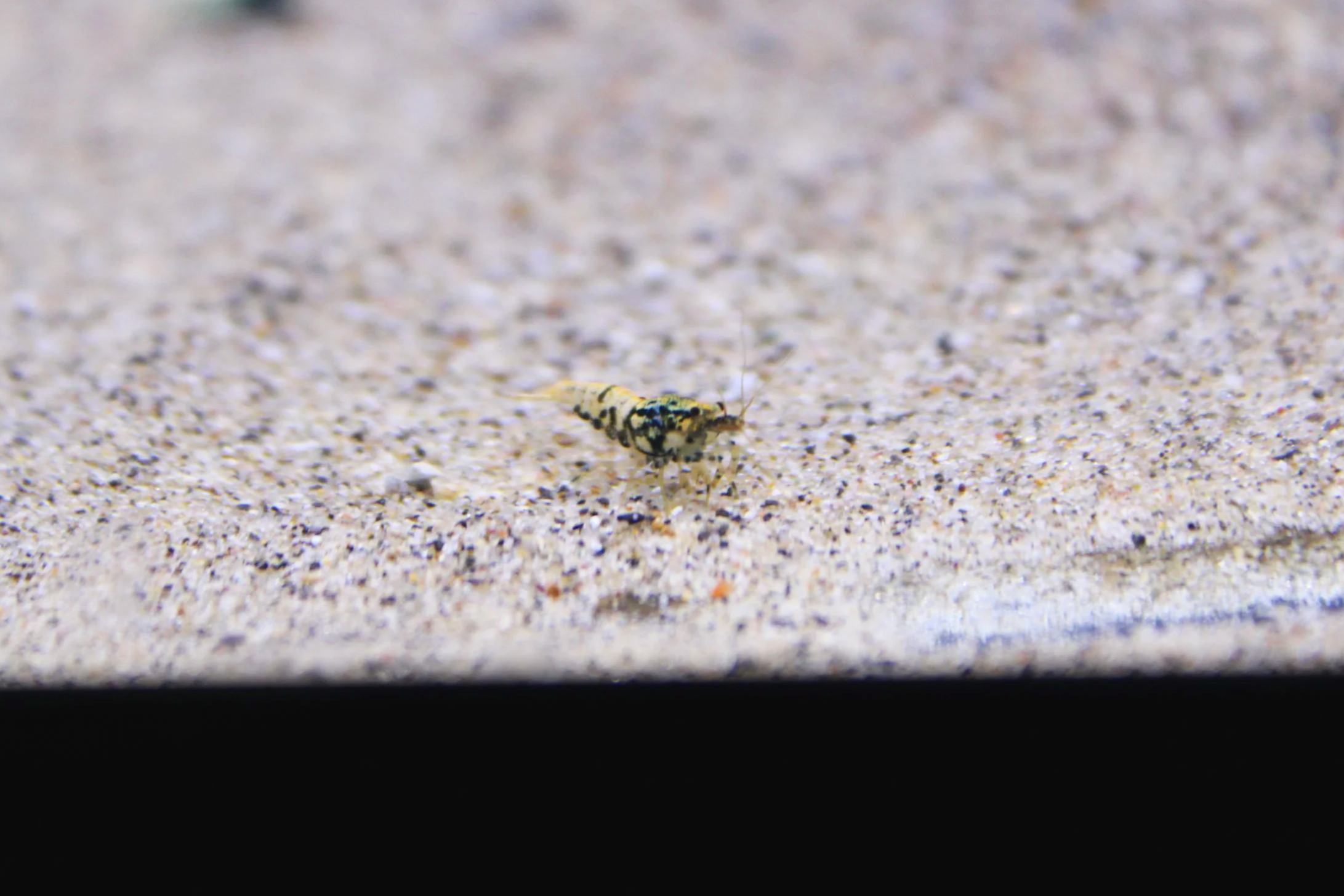Black boa shrimp