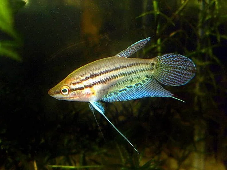 Croaking gourami