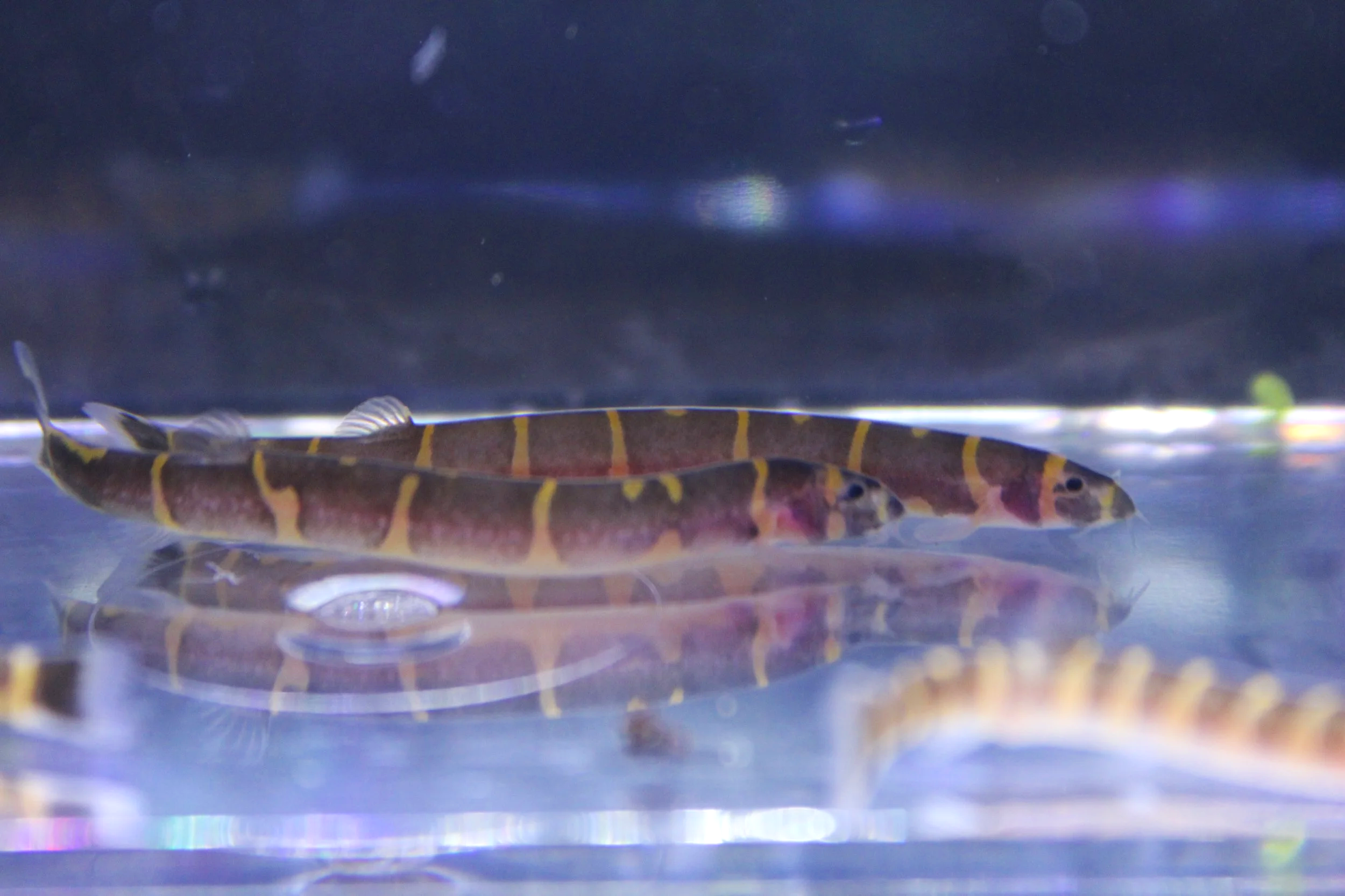 Kuhli Loach 2