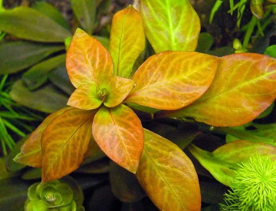 Ludwigia Ovalis