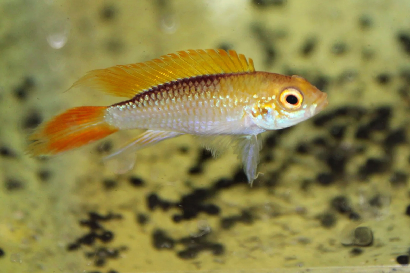 Apistogramma (Fire Red) Agassizii Dwarf Cichlid