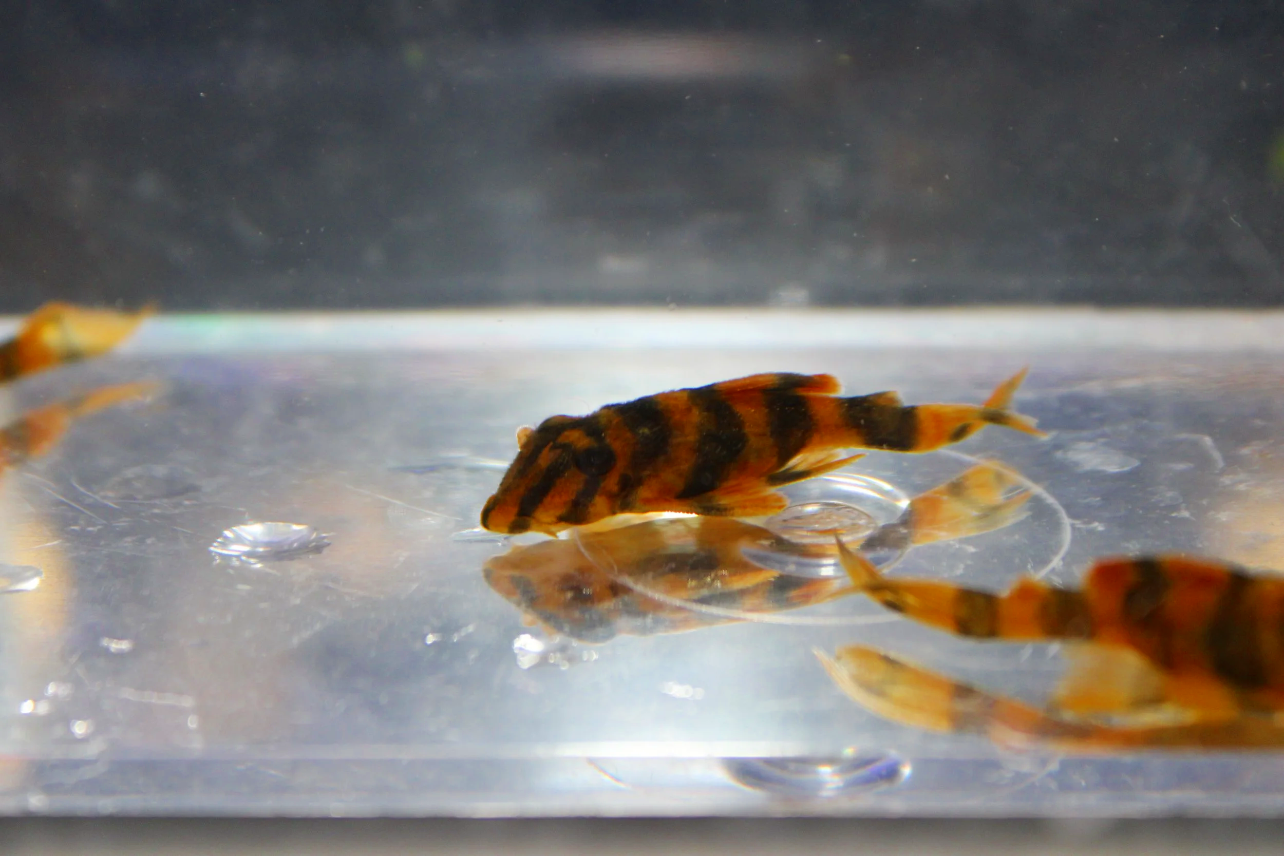 L306 Blood Red Tiger Pleco2