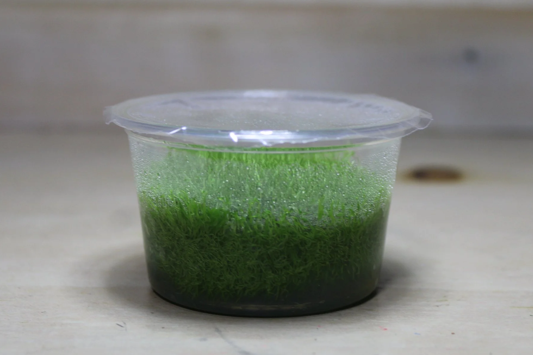 Utricularia graminifolia tissue culture
