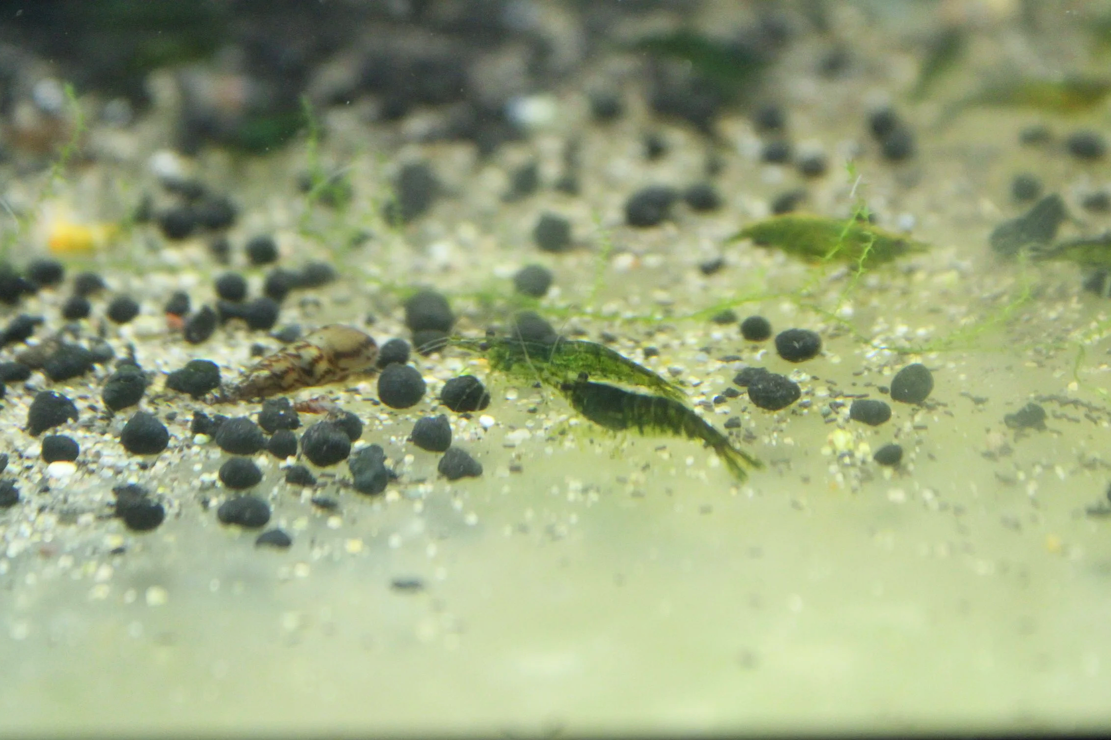 Green Jelly Shrimp (Neocaridina davidi)