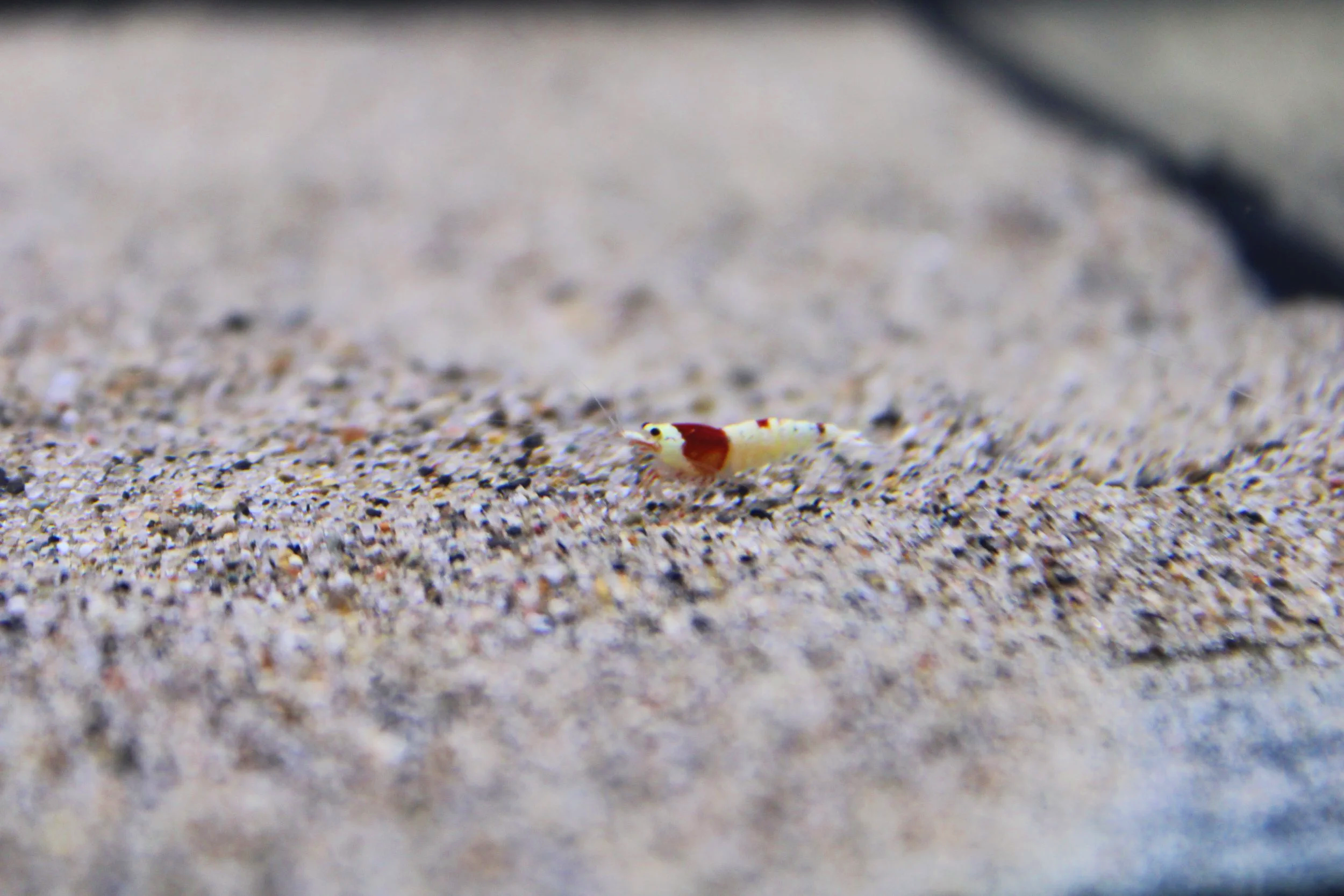 Crystal+Red+Shrimp+grade+s.png