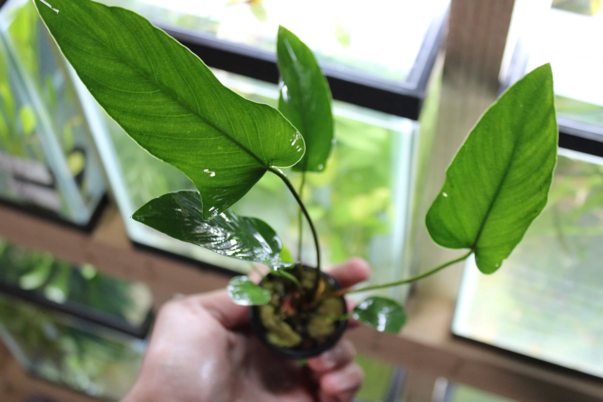Anubias Hastifolia 2