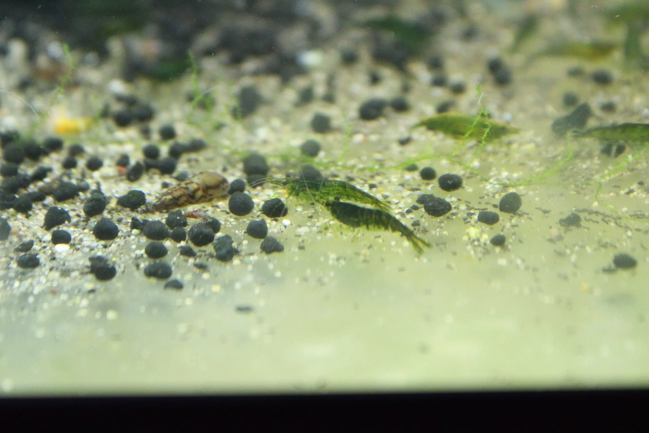 Green Jelly Shrimp (Neocaridina davidi)