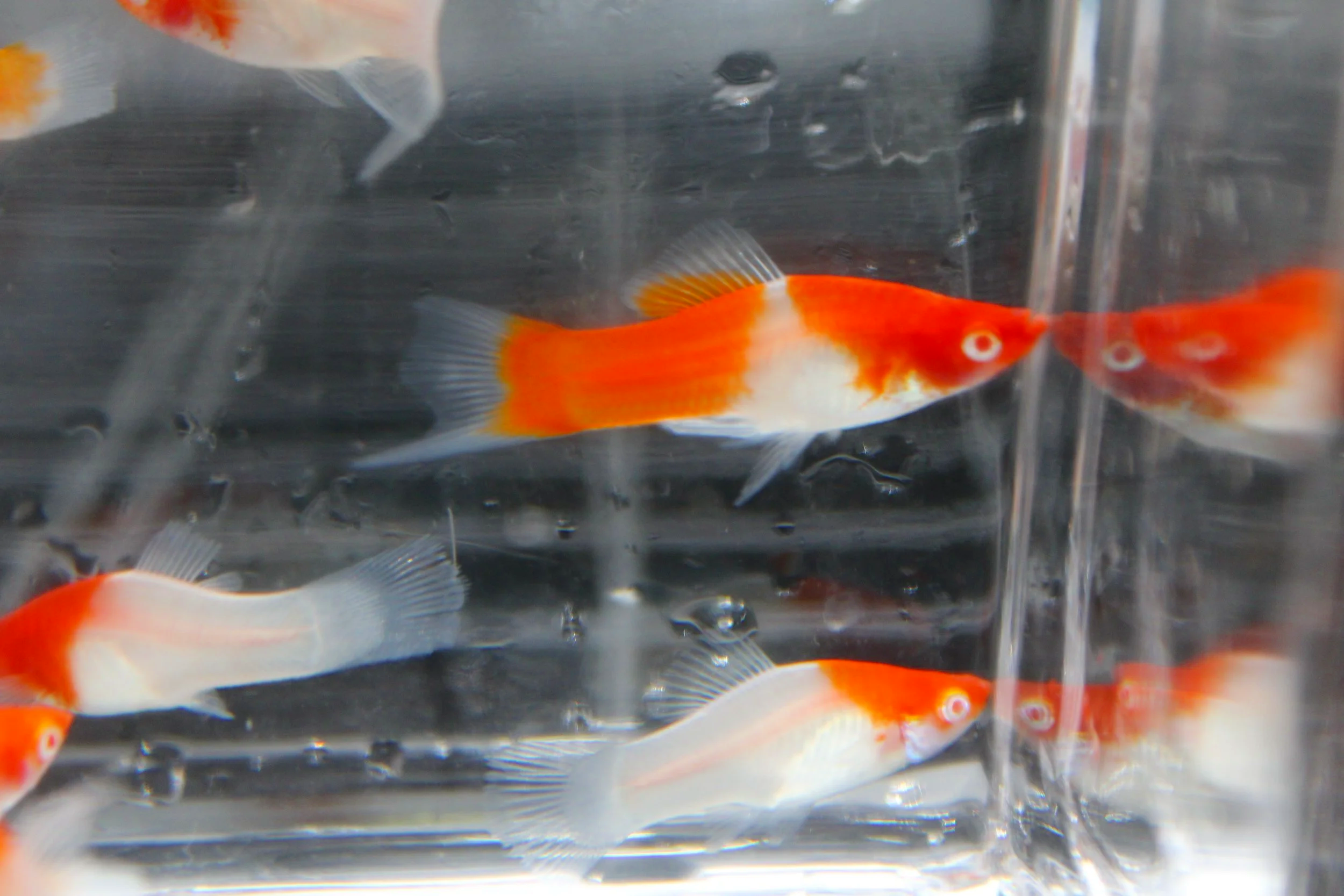 Red Koi Kohaku Swordtails