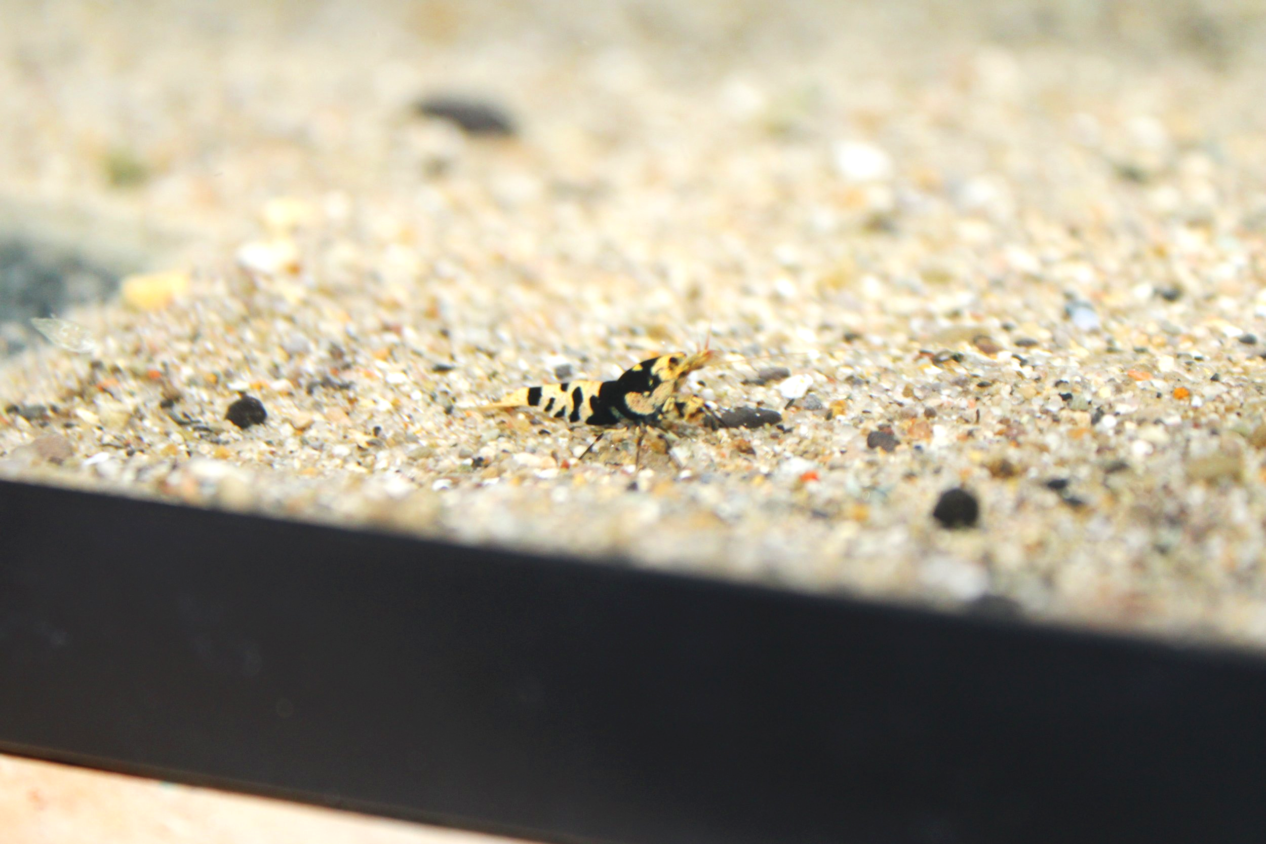 1 grade A black fancy tiger shrimp on sand