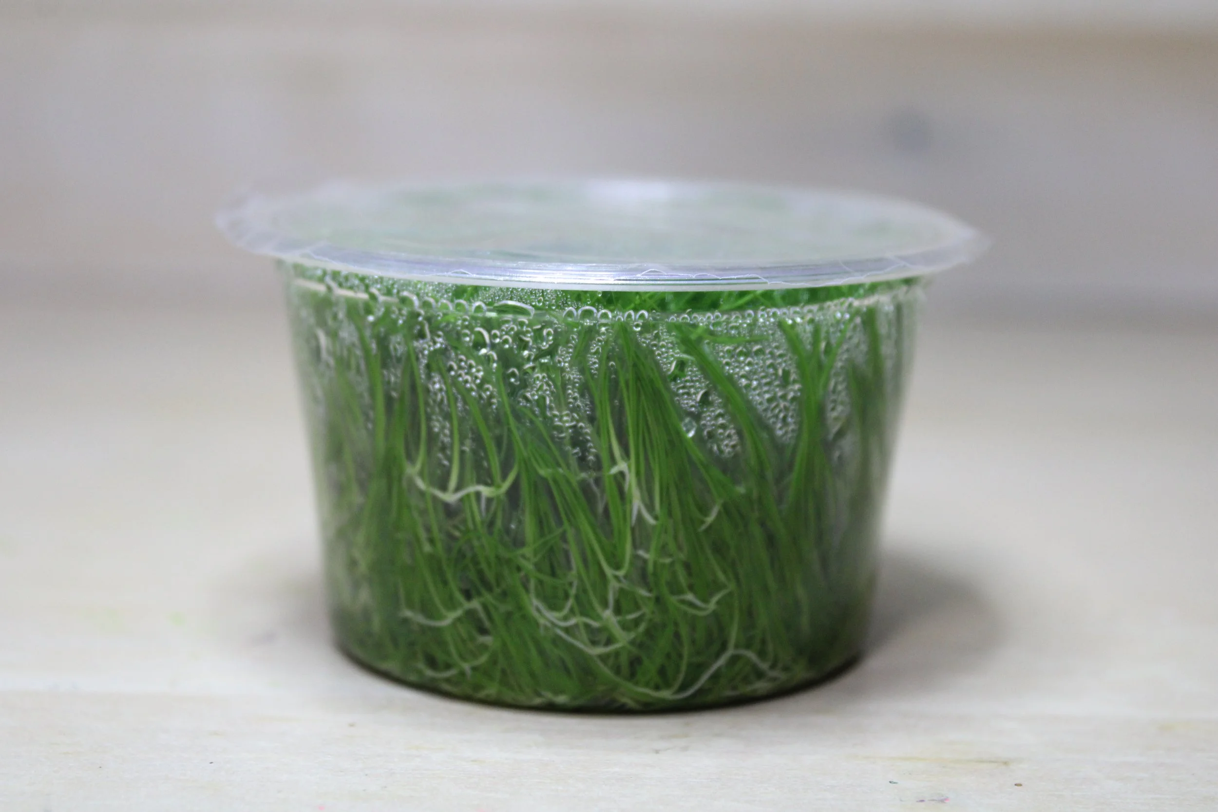 Eleocharis Parvula Dwarf Hairgrass tissue culture