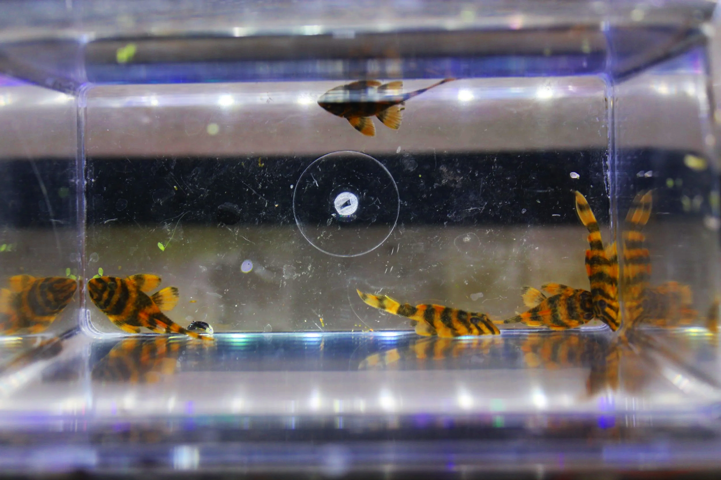 L306 Blood Red Tiger Pleco 6