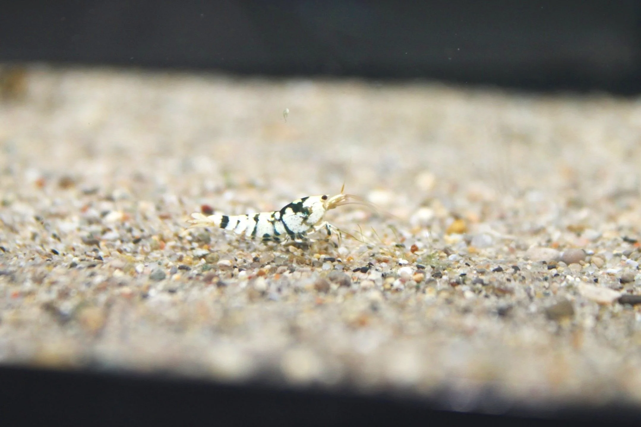 1 grade A black fancy tiger caridina shrimp on sand