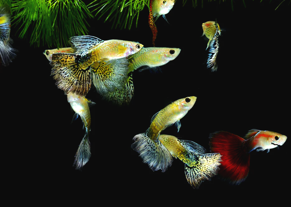Group of male guppy fish