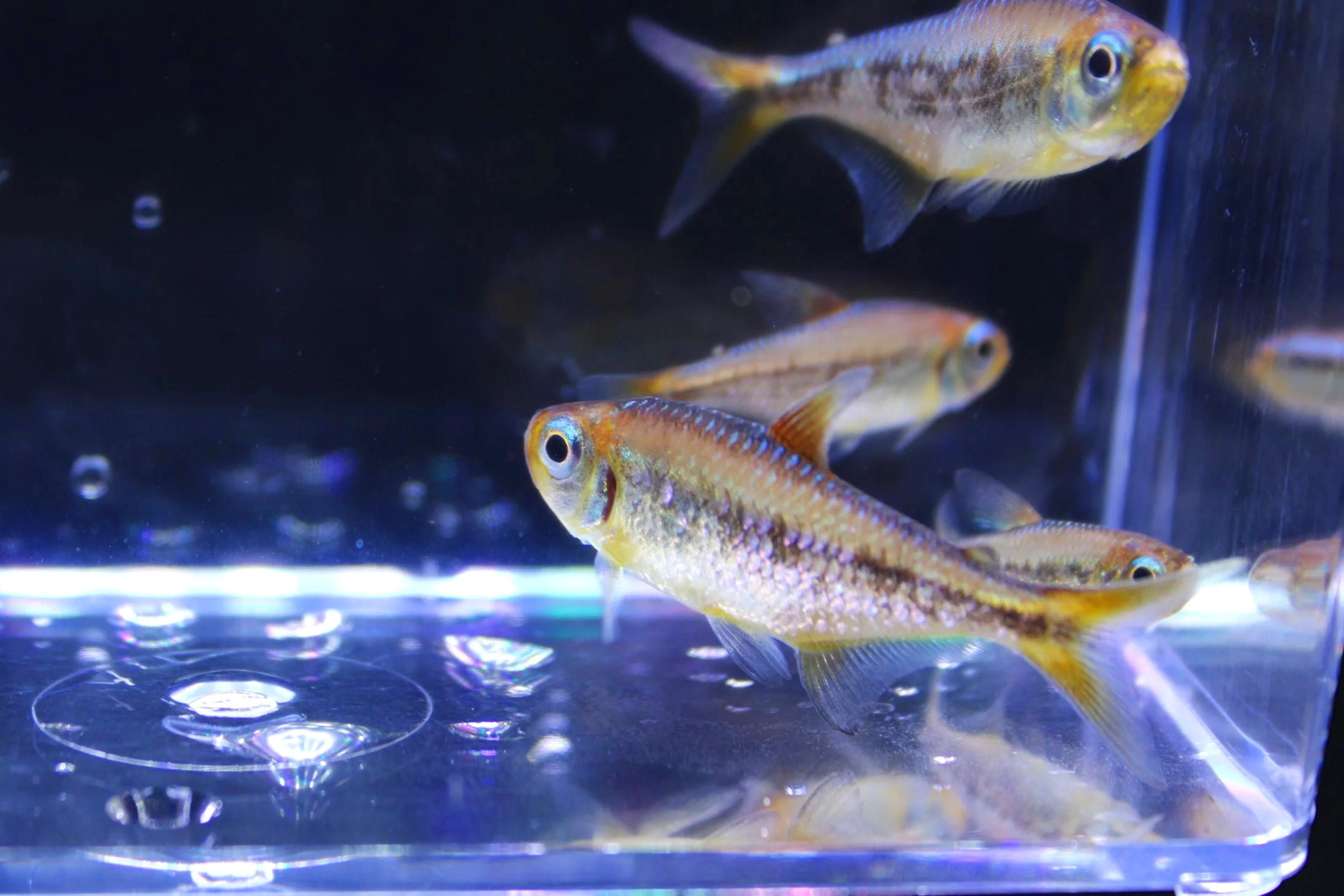 Yellow Kogal Tetra