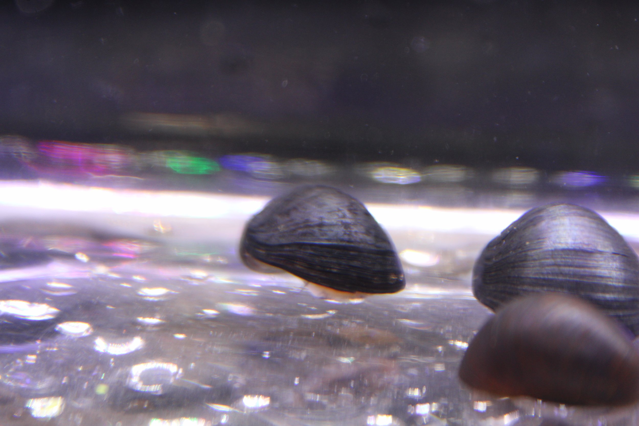 Black Millitary Helmet Nerite Snail 4