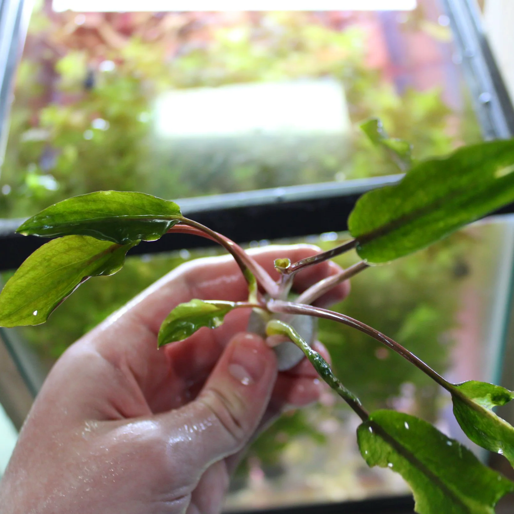 Cryptocoryne petchii
