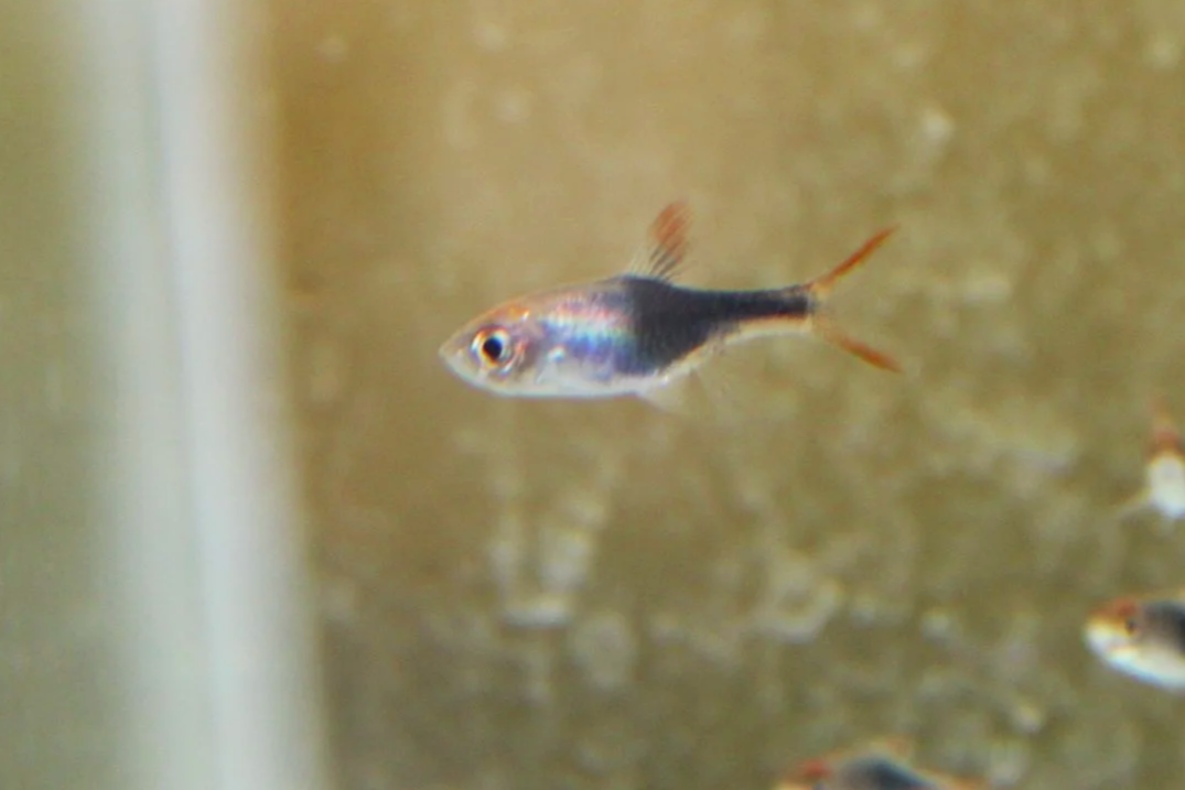 Purple Harlequin Rasbora