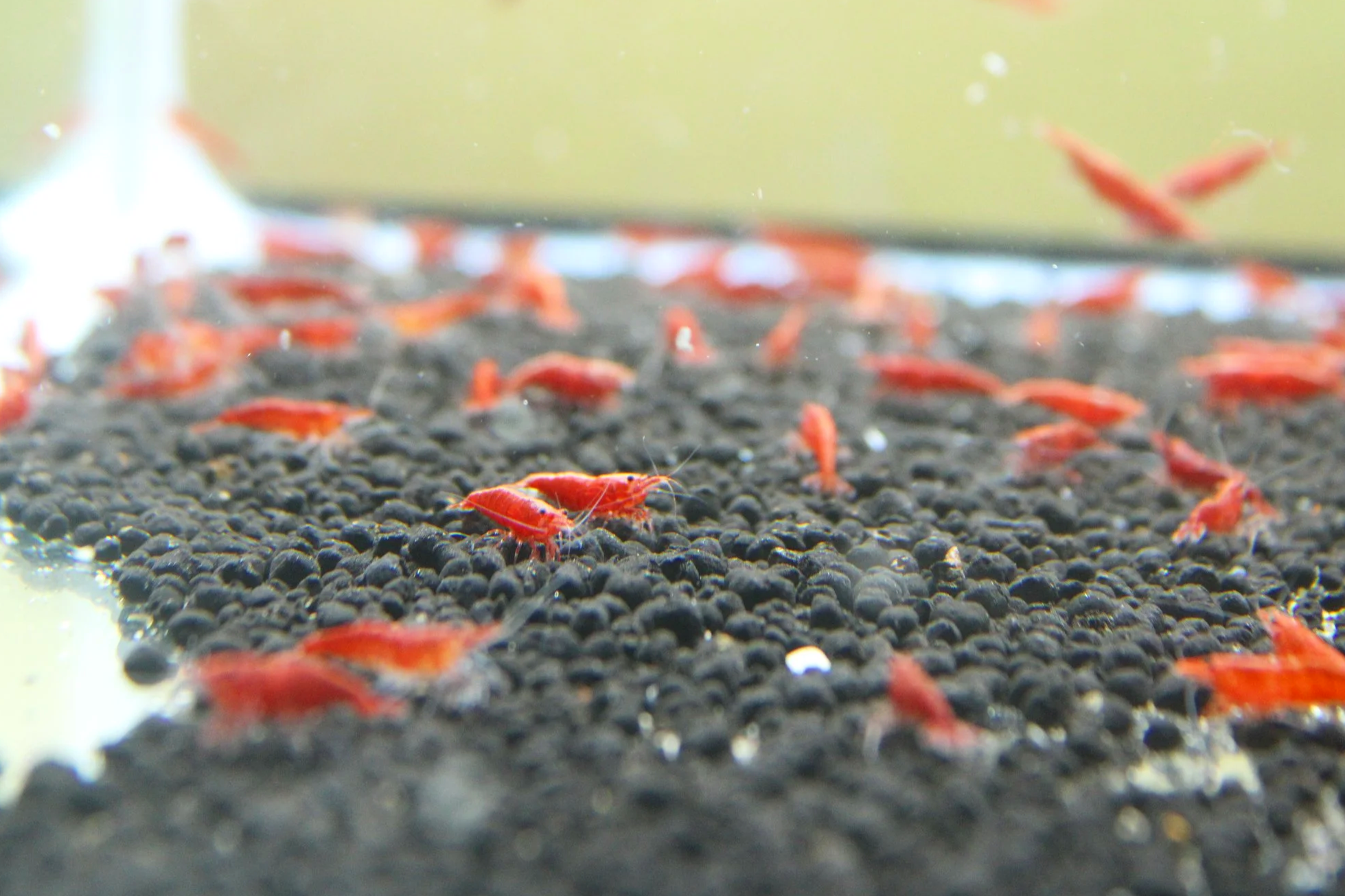 Painted Fire Red Shrimp (Neocaridina davidi)
