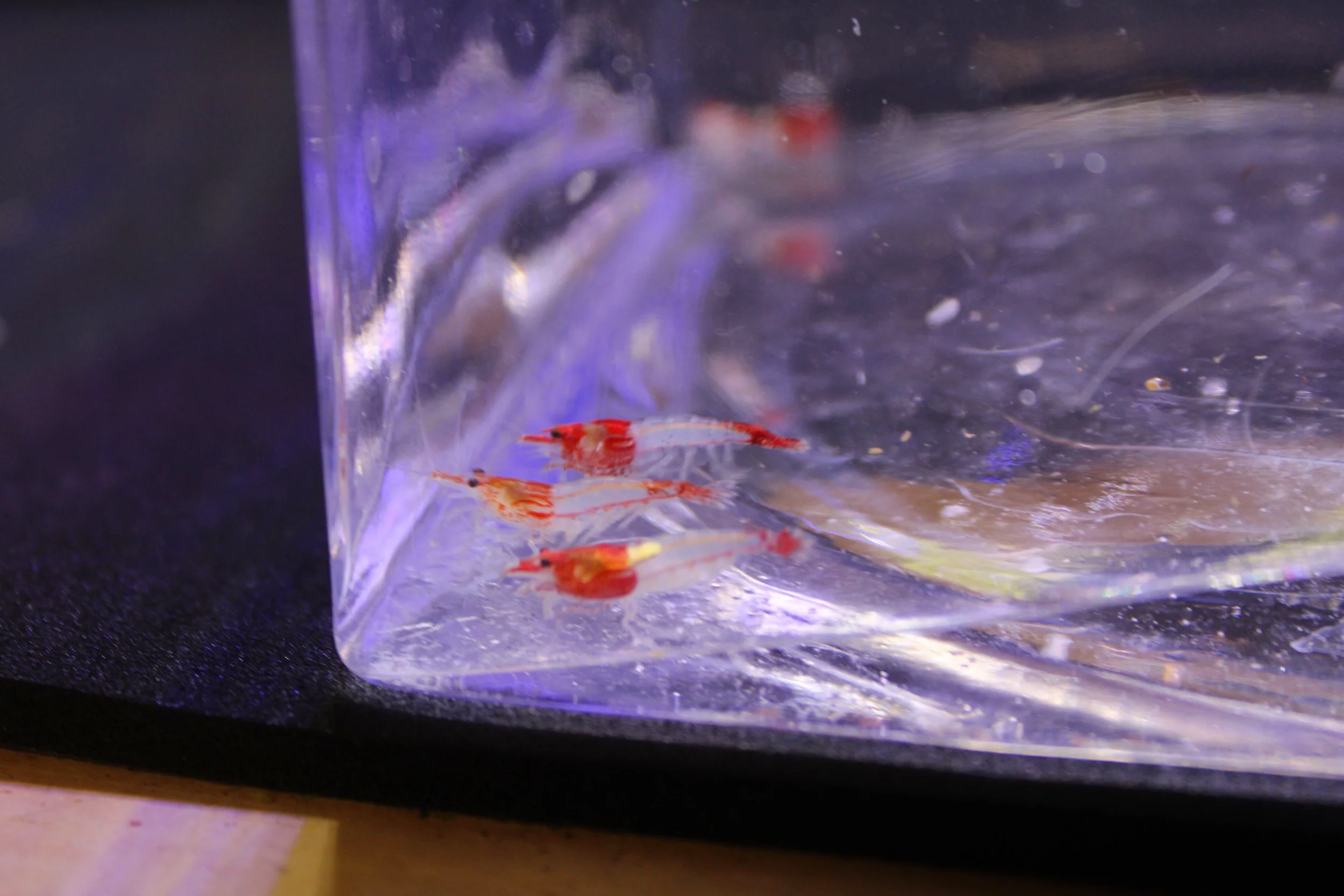 Red Rili Shrimp (Neocaridina davidi) 1