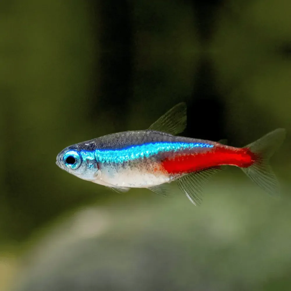 Neon Tetra