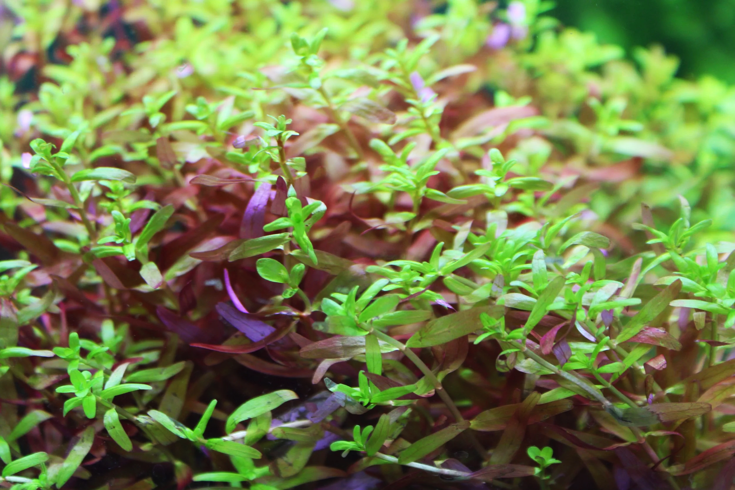 Rotala Indica