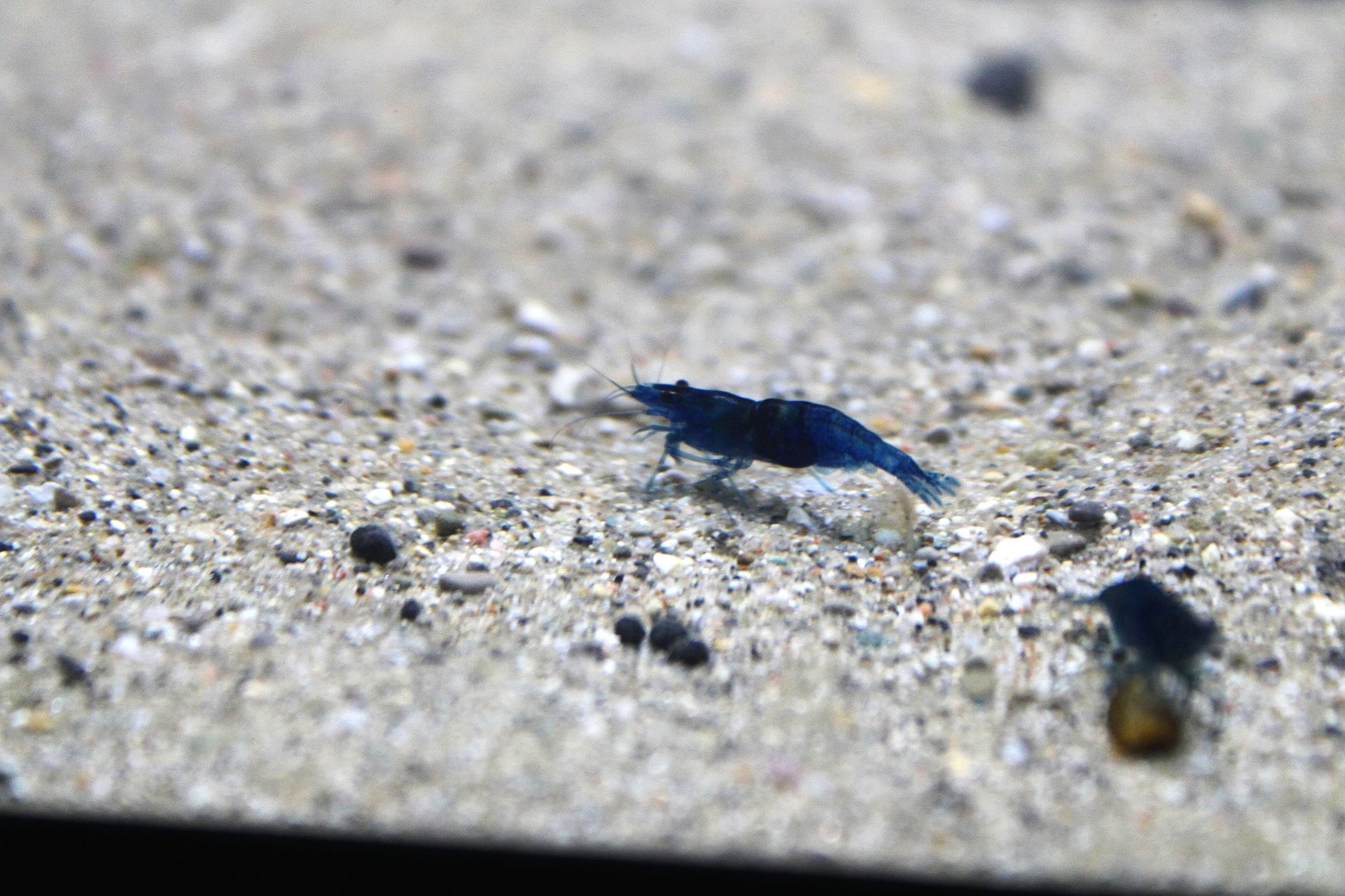 1 high grade blue dream neocaridina freshwater shrimp.