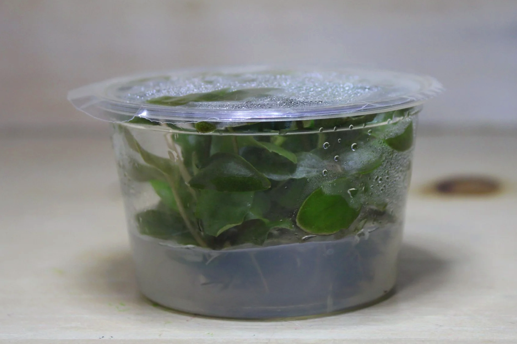 Lagenandra meeboldii ‘Bleeding Heart’ Tissue Culture