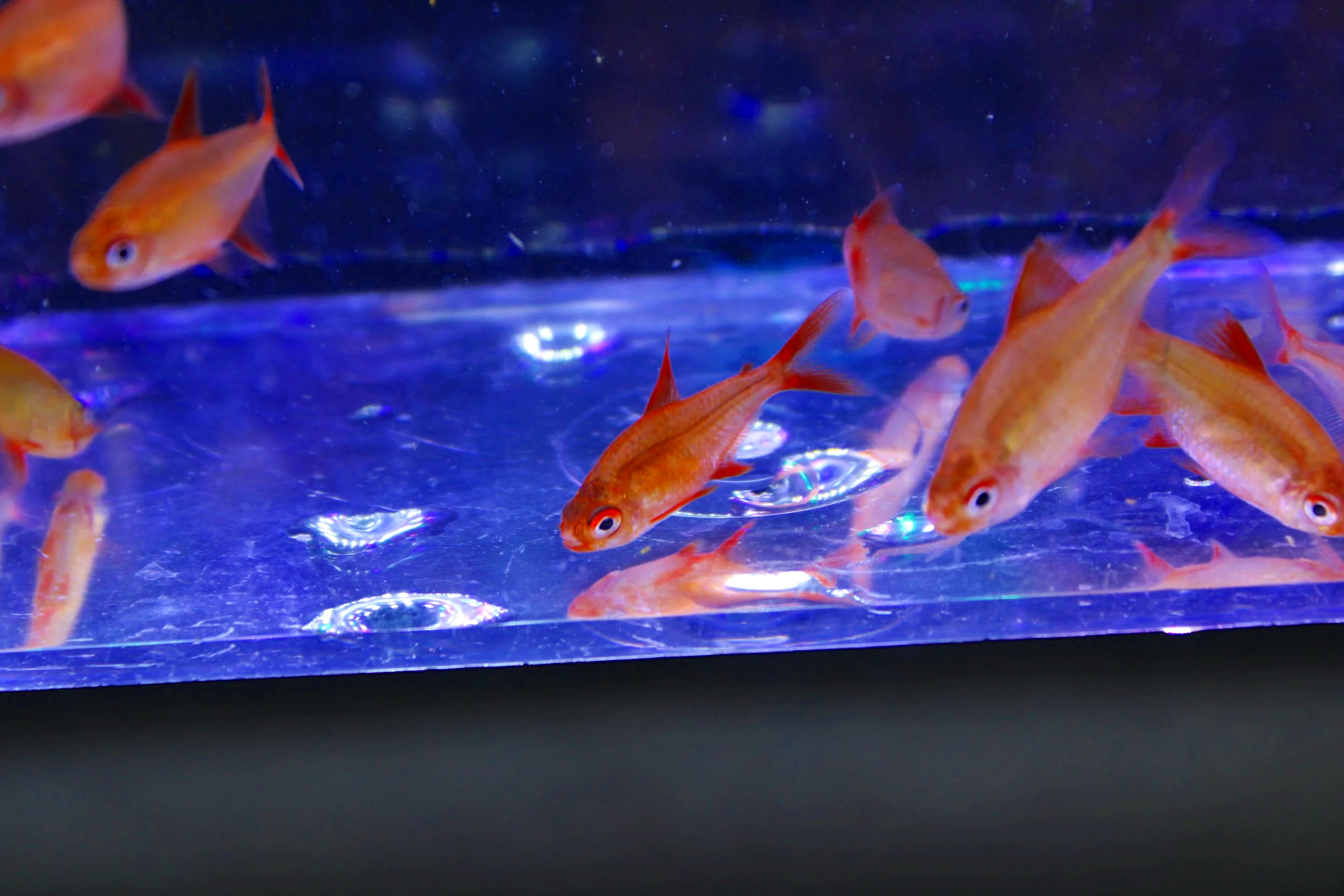 Cherry Red Muzel Tetra 12