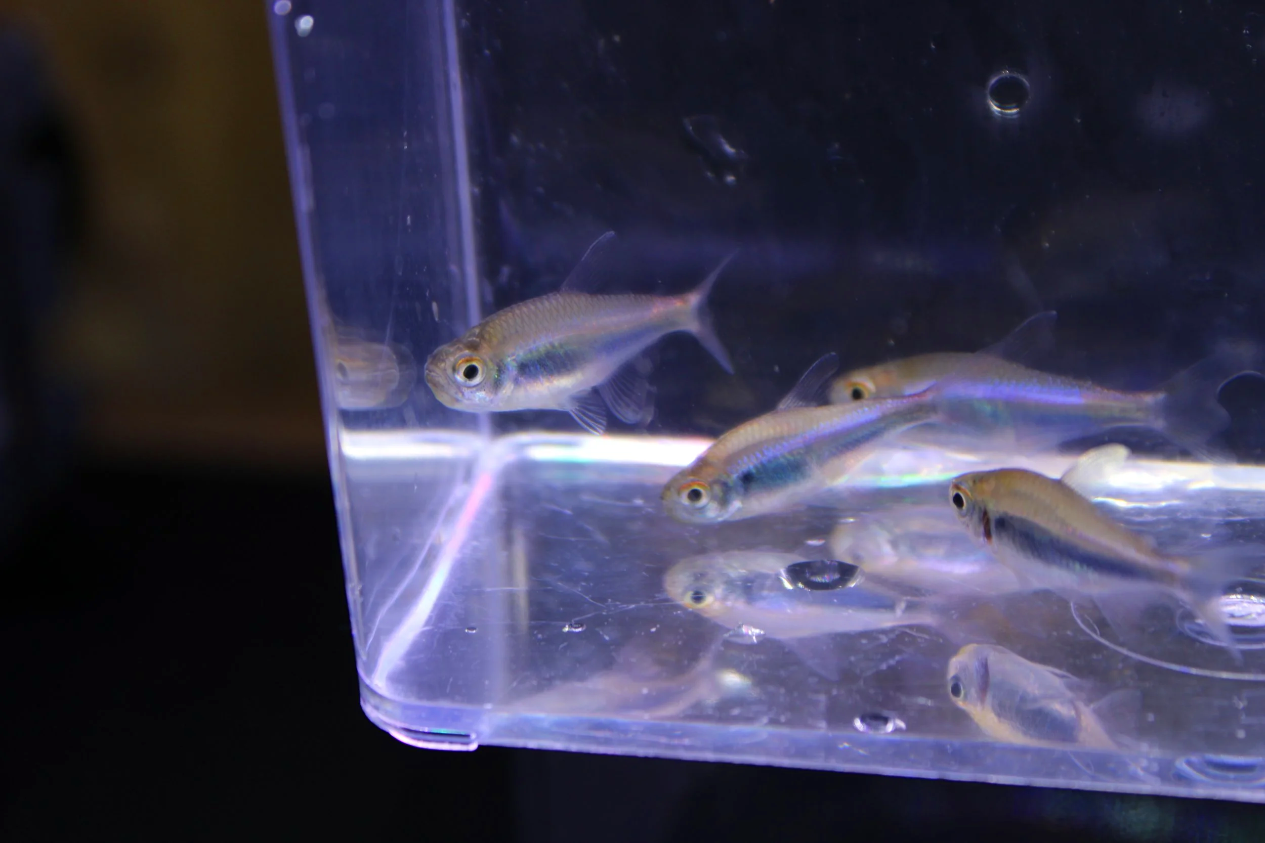 Bleeding Blue Tetra 2