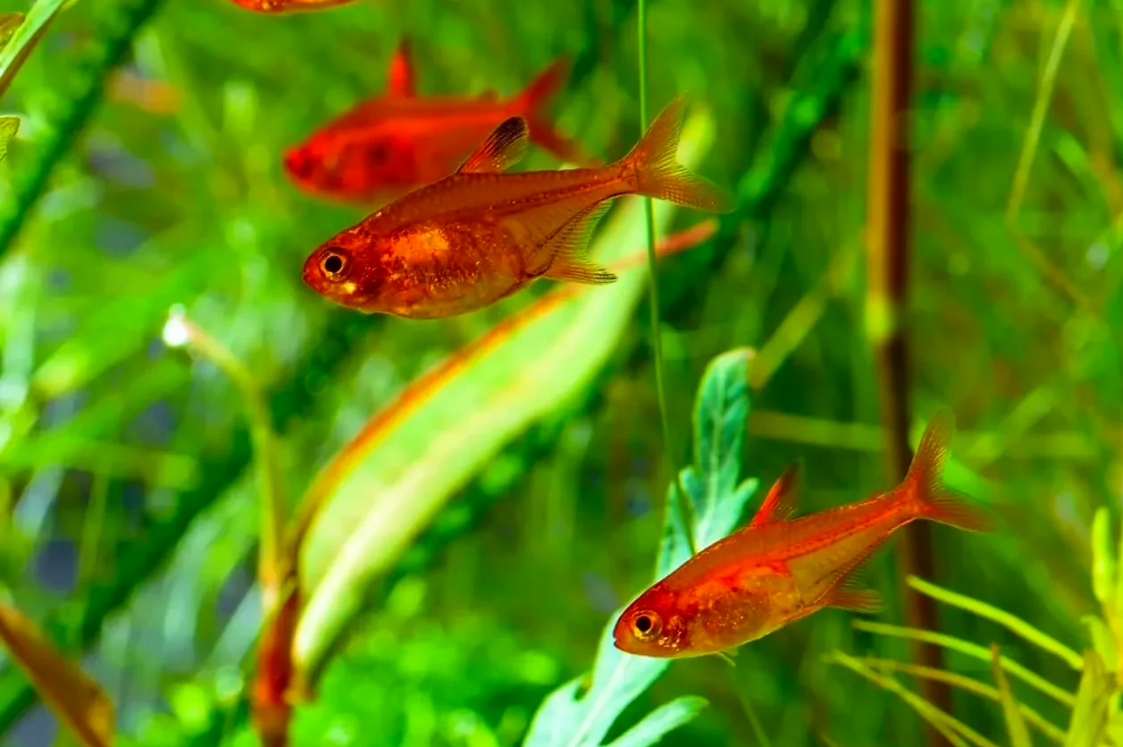 Group of ember tetras