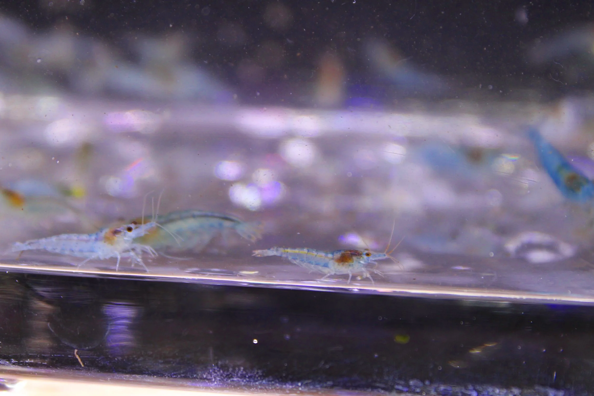 Blue Jelly Shrimp (Neocaridina davidi)