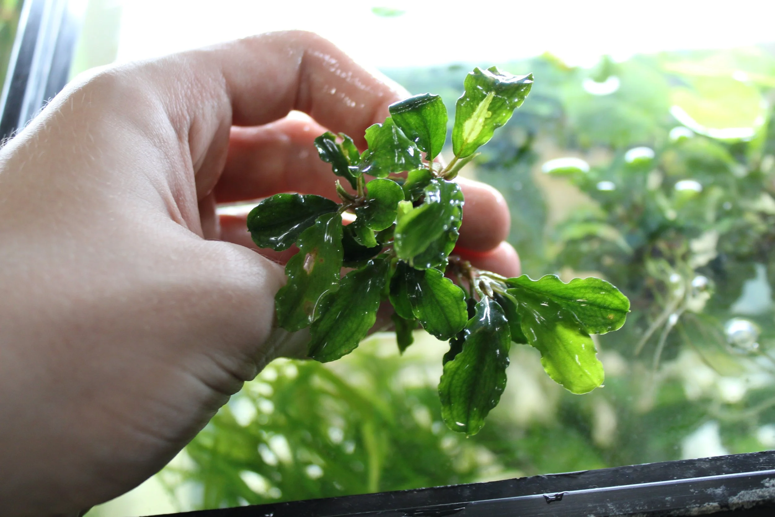 Bucephalandra Green Wavy