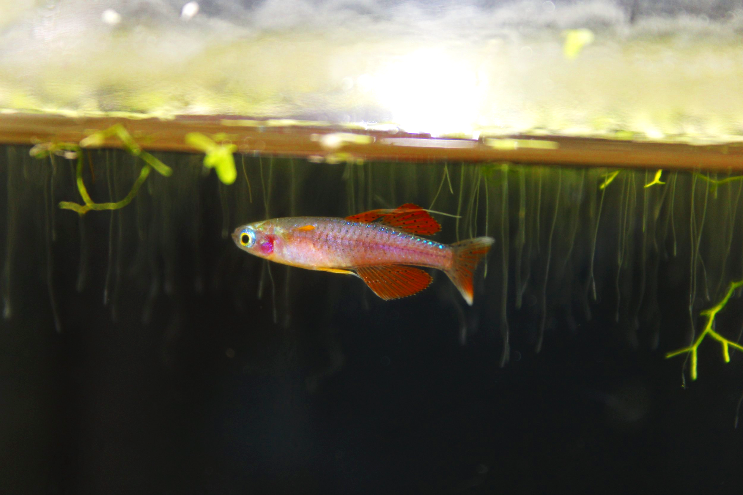 Male red neon blue eye rainbowfish next to plants