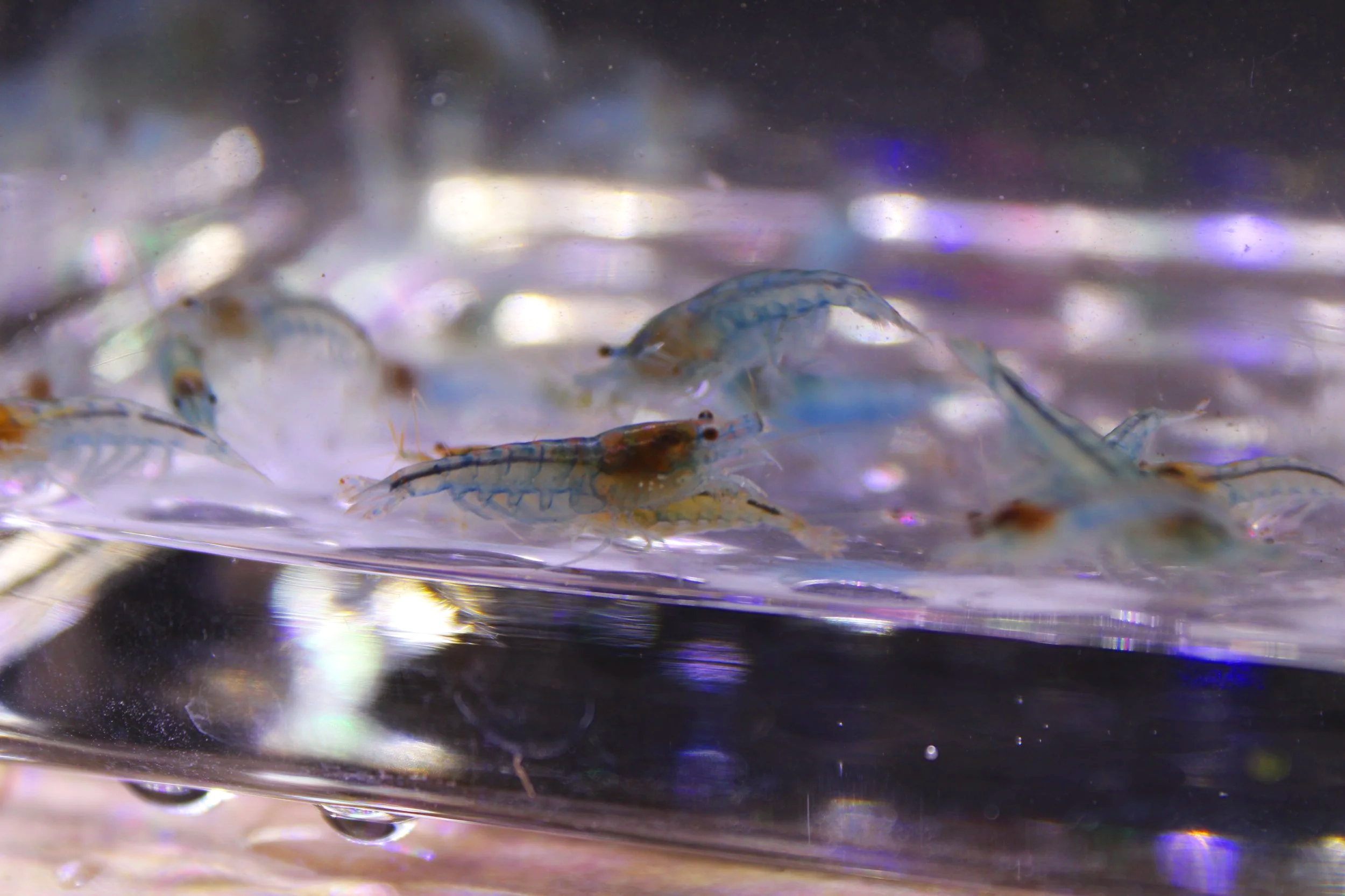 Blue Jelly Shrimp (Neocaridina davidi) 1