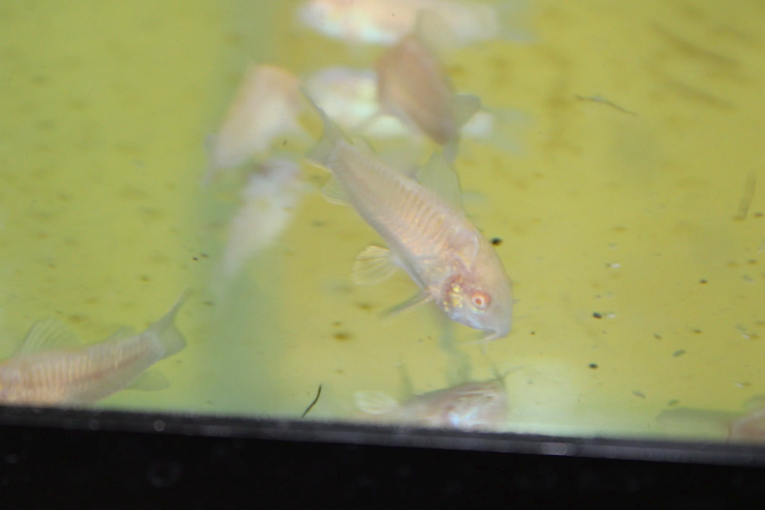 Gold Albino Corydoras 1