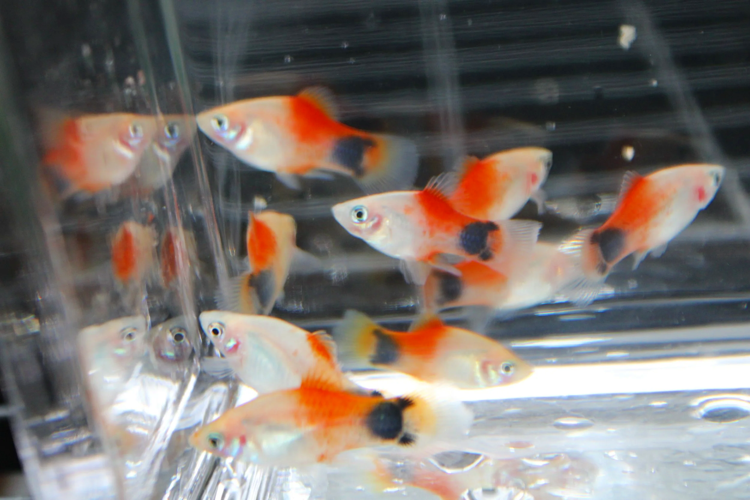 Red Mickey Mouse Platy