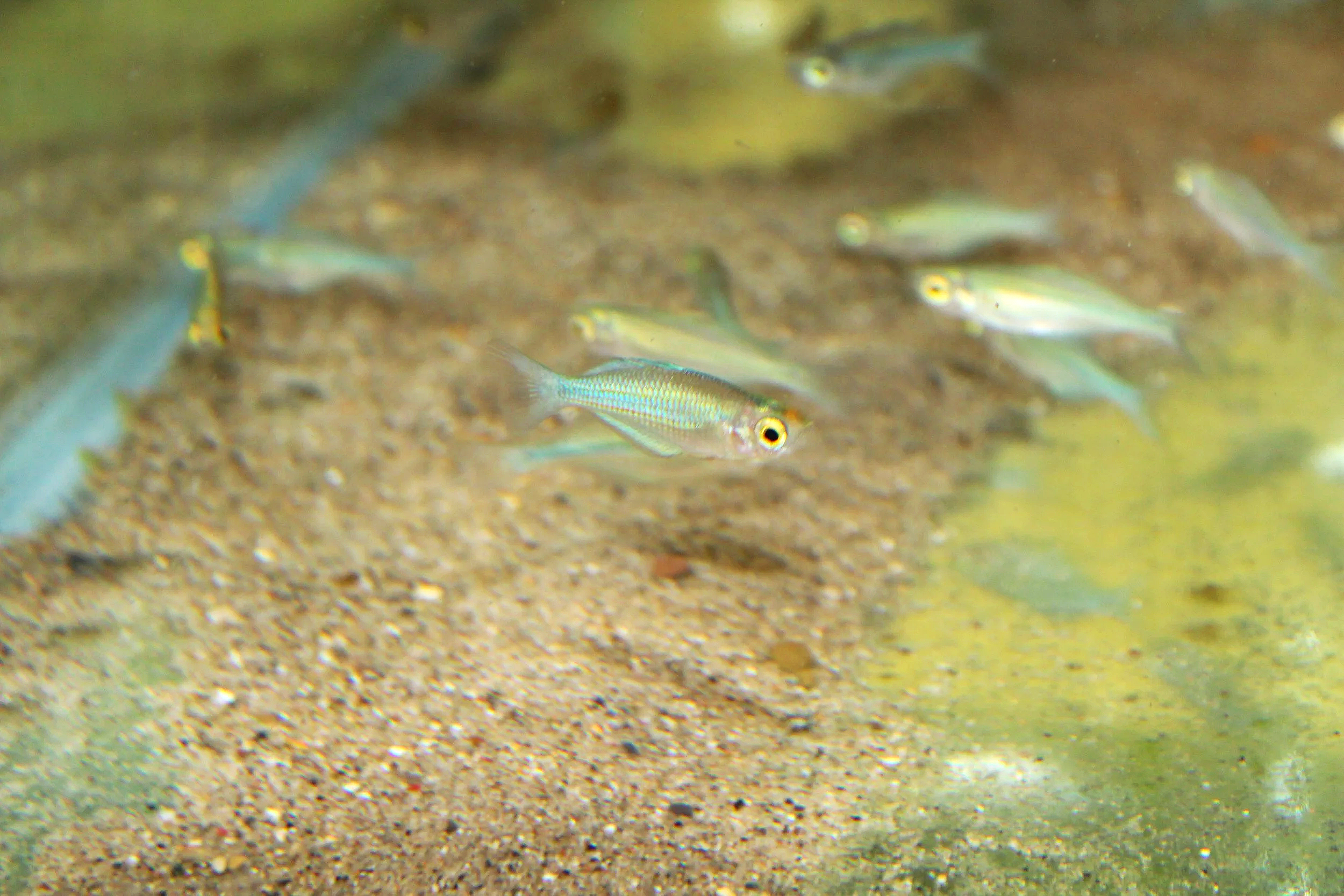 Turquoise Rainbowfish (Lake Kutubu rainbowfish)