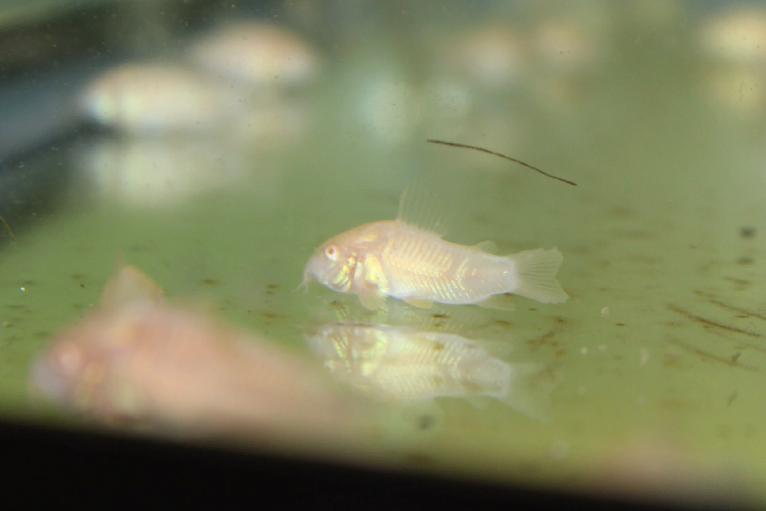 Gold Albino Corydoras 2