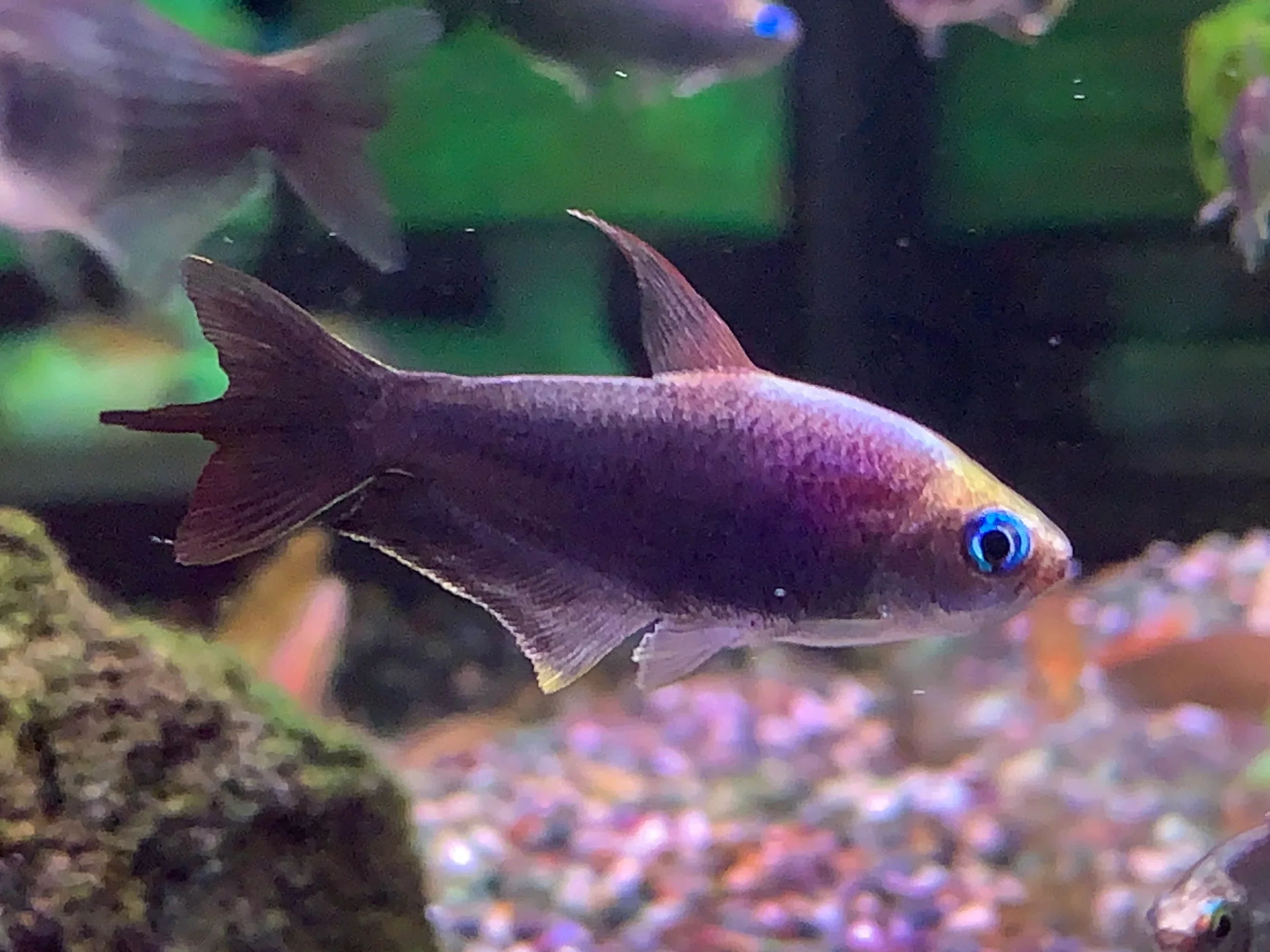 Black Emperor tetra