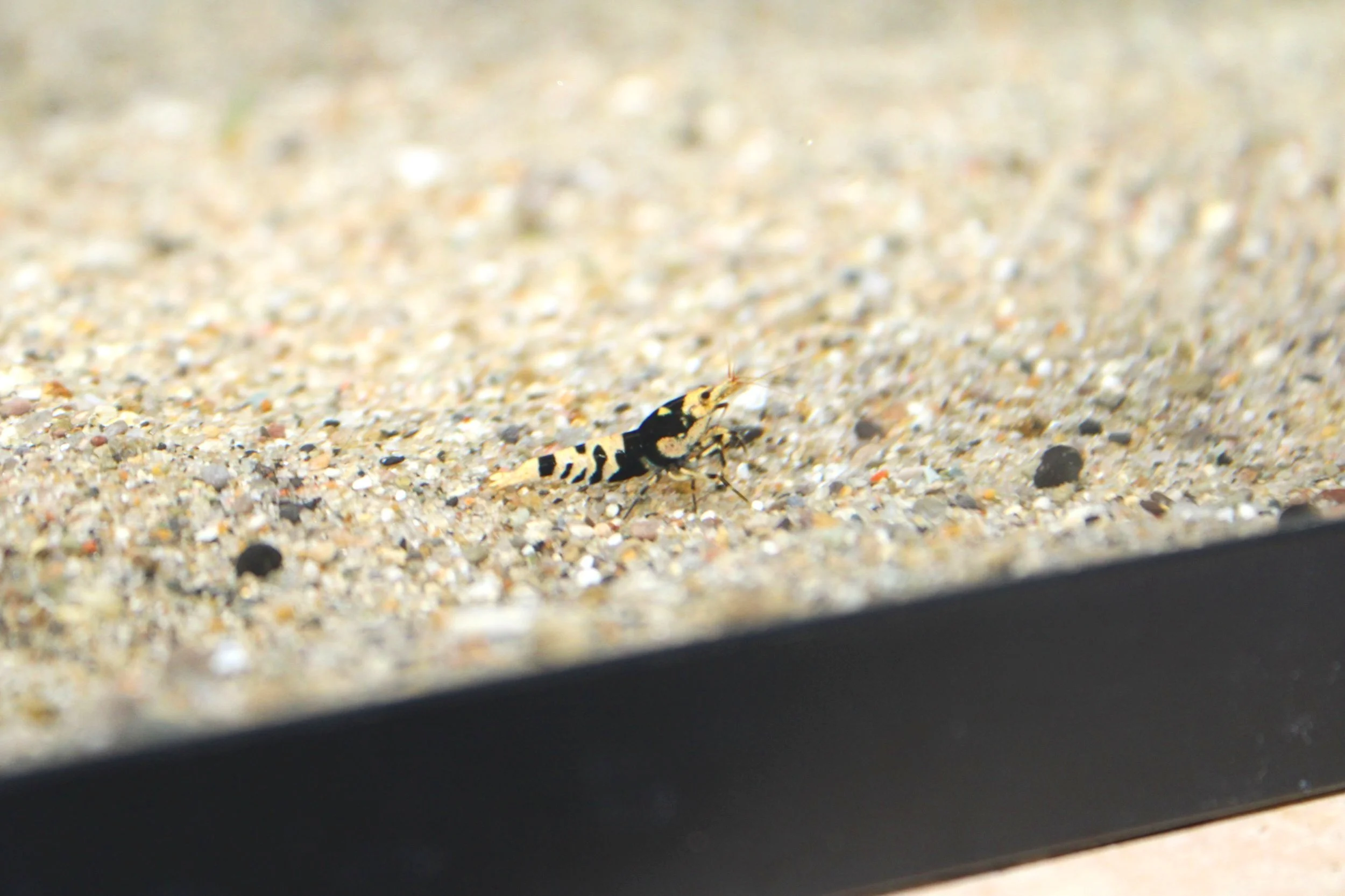 1 grade A black fancy tiger shrimp