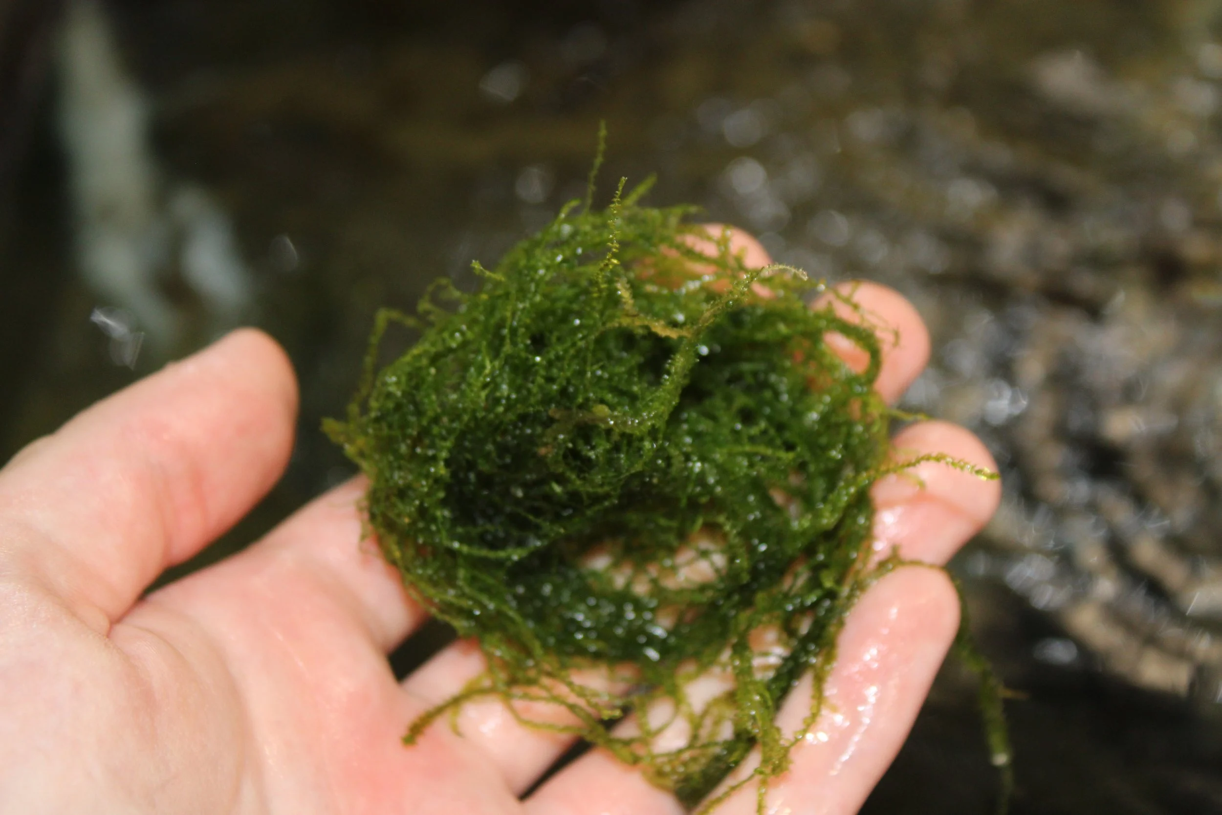 Java Moss