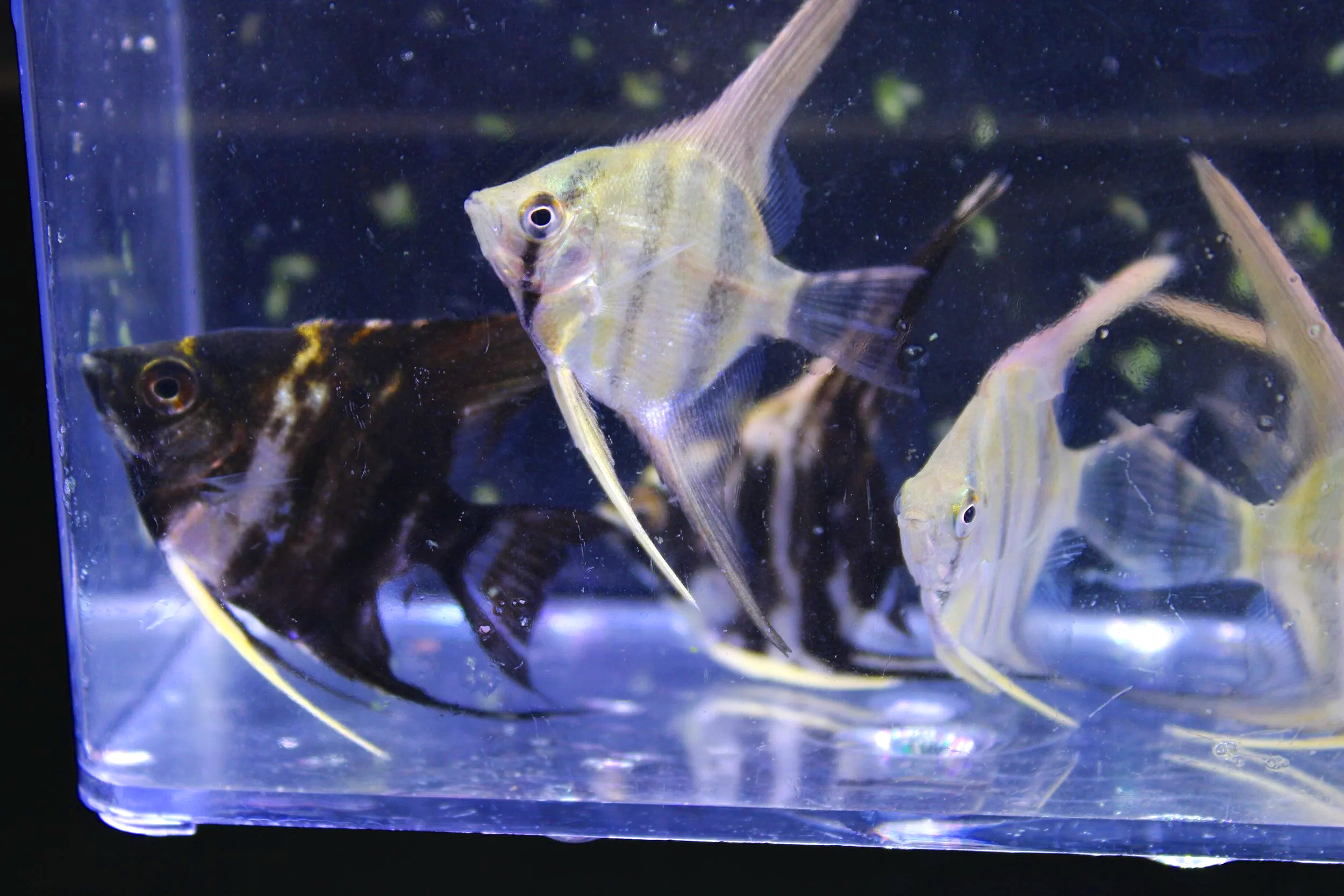 Assorted Angelfish